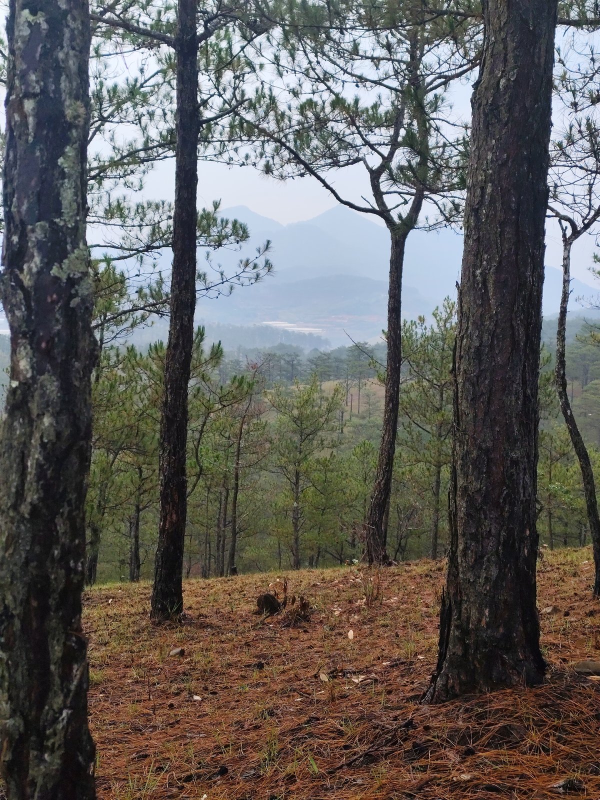 Morning forest journey documented in misty Da Lat mountains