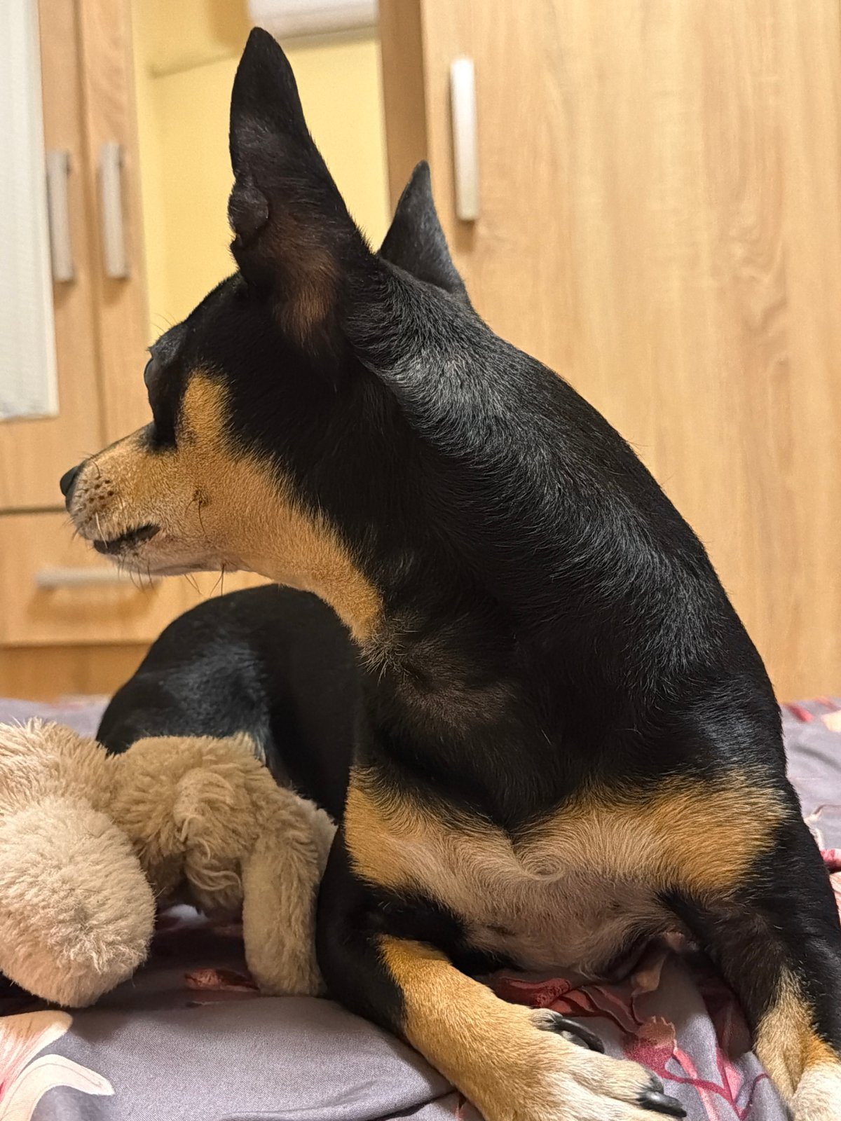 Small black and tan dog lounging at home, sky shot nearby