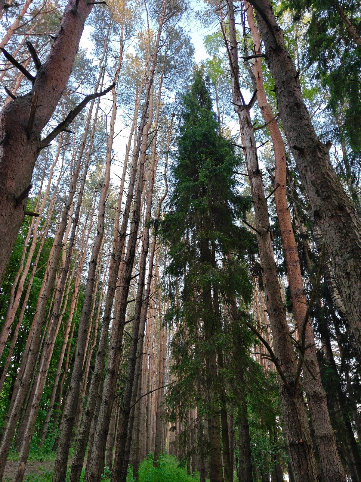 Evening nature scenes and leisure activities captured in Мышкино