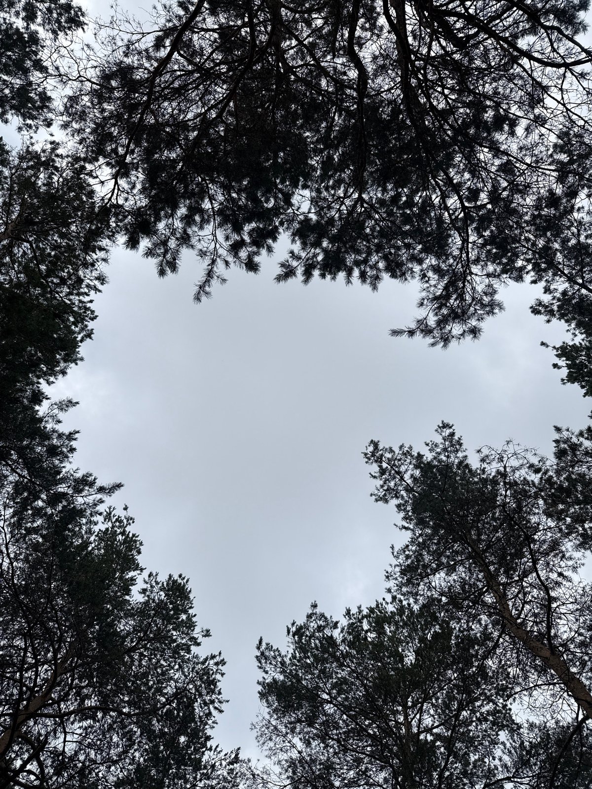Morning stroll through a pine forest in rural Belarus