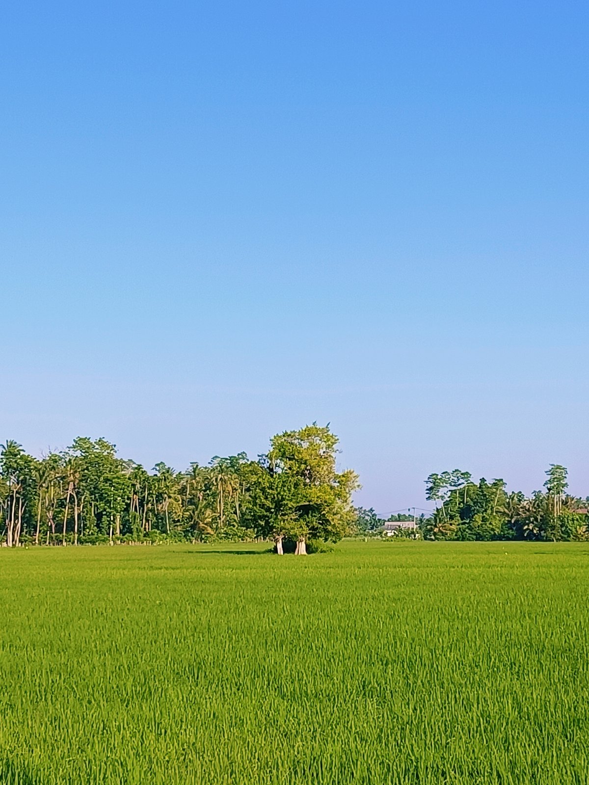 Lush rice paddies under open skies in rural Indonesia