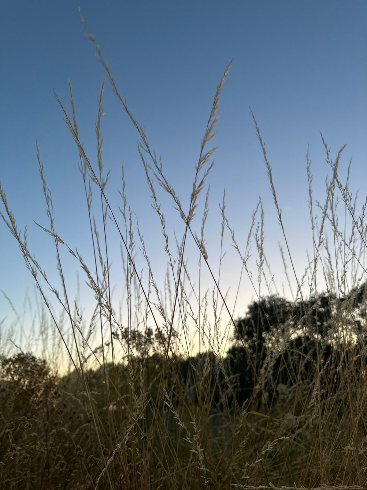 Dusk wildflower walk along Krefeld's urban fringe