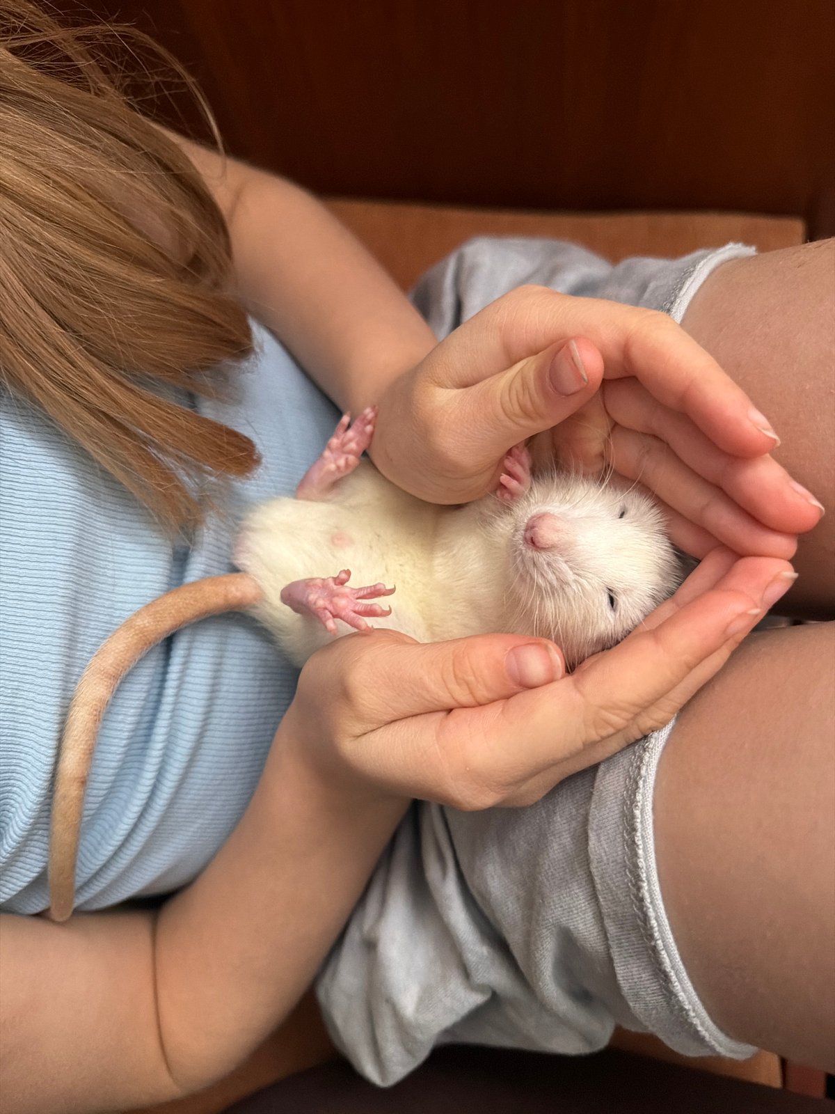 Spring moments captured: pet hamster bonding, pussy willows blooming