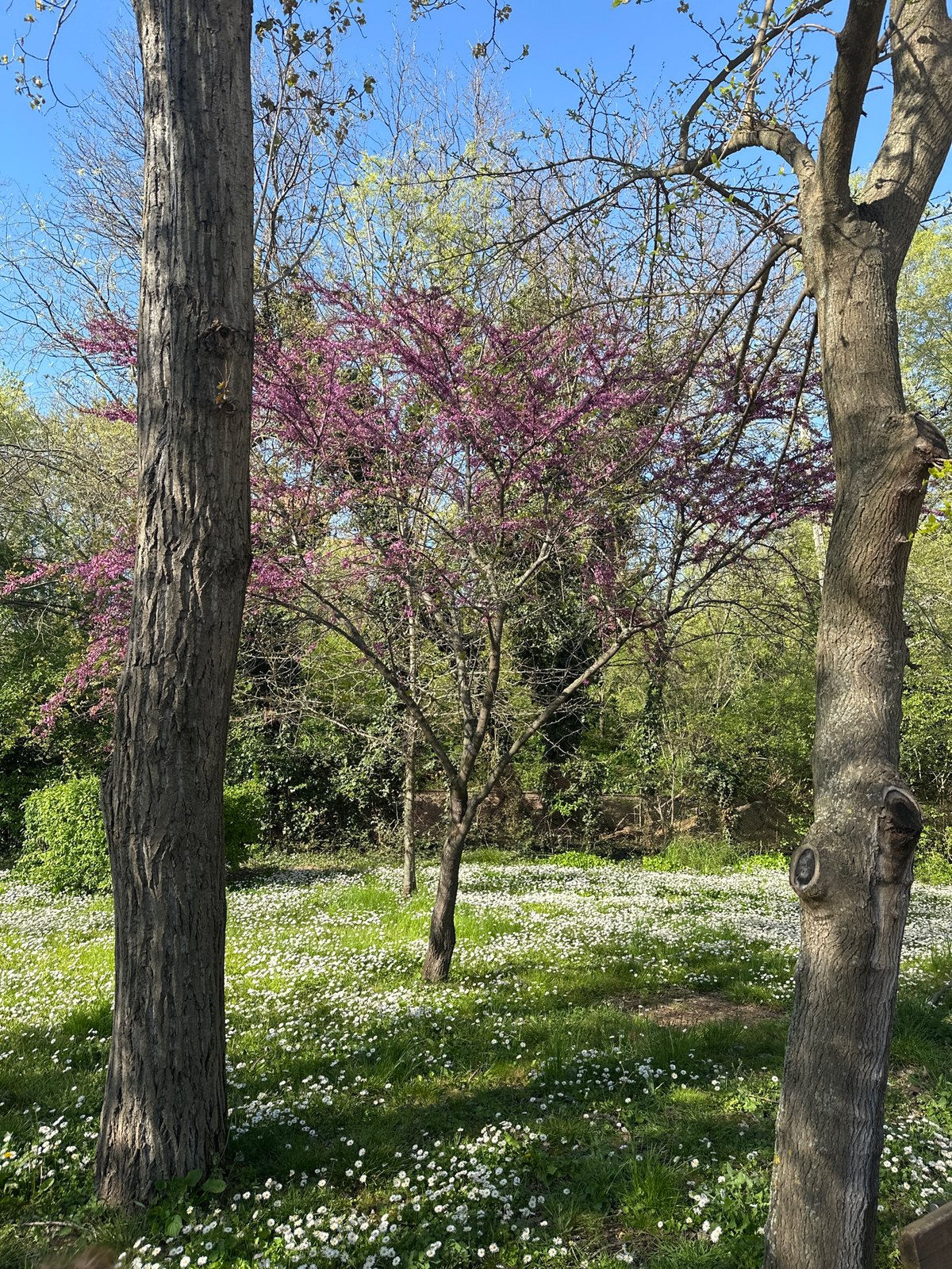 Spring daisy field documented in Burgas park