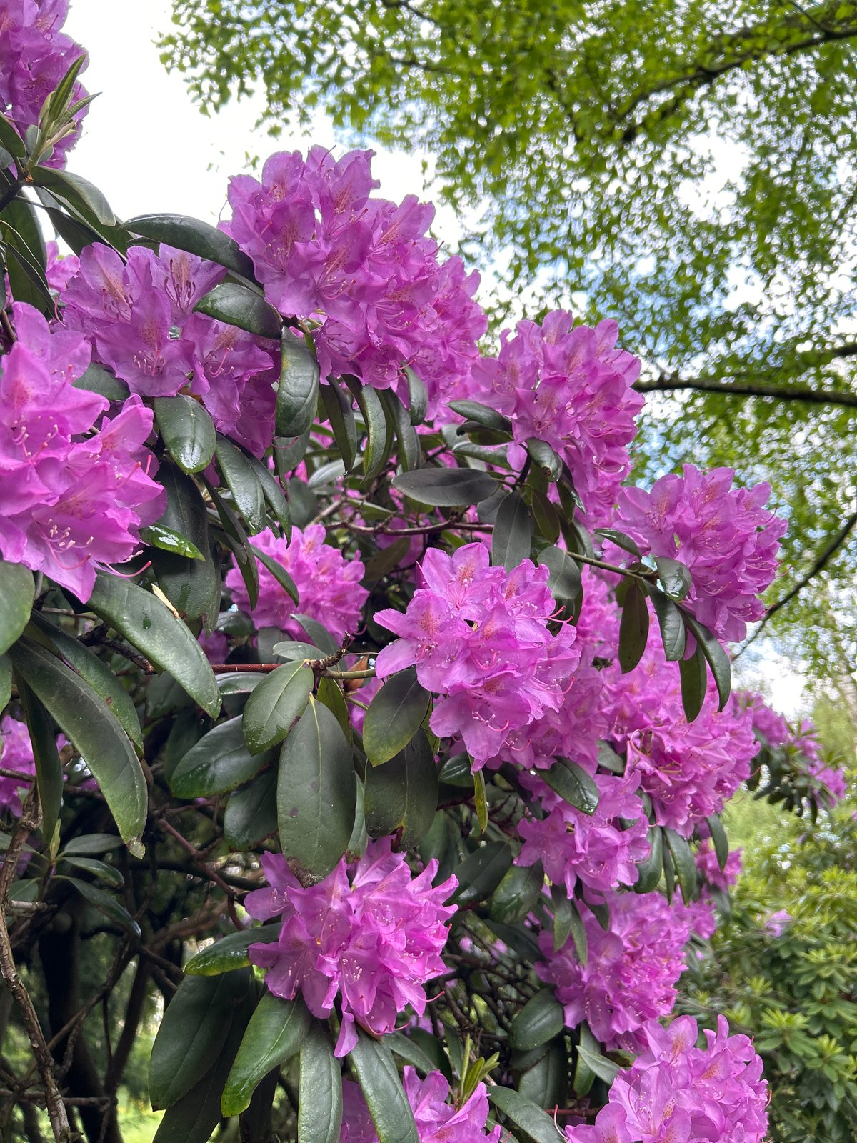 Garden walk captures blooming rhododendrons and butterfly sighting