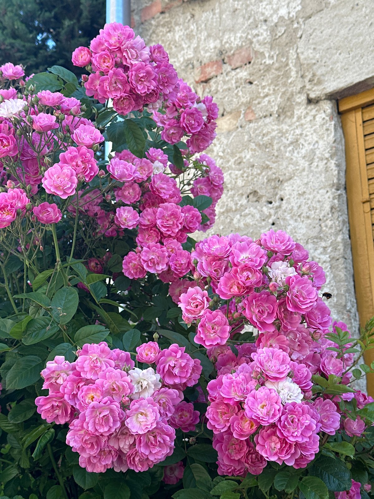 Morning flower gardens documented across Zagreb in 20-minute span