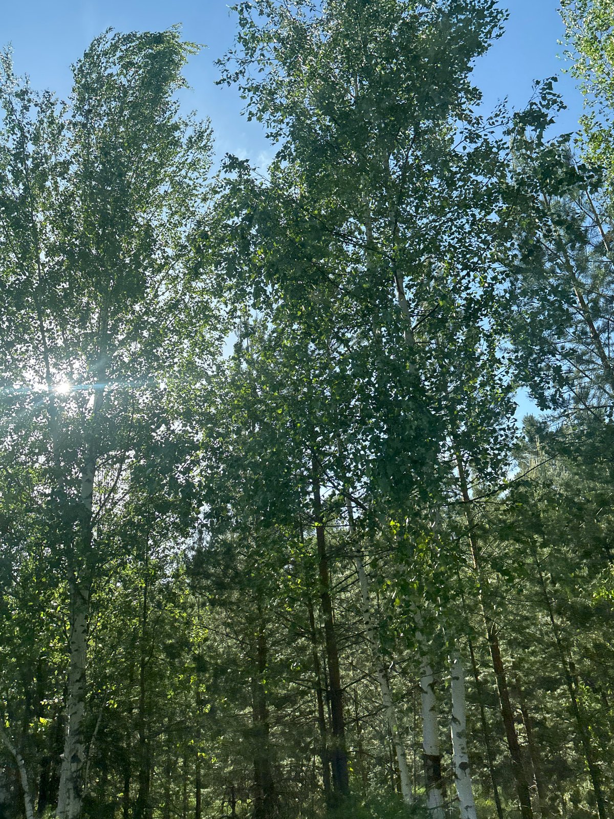 Woman documents scenic car journey through tree-lined route