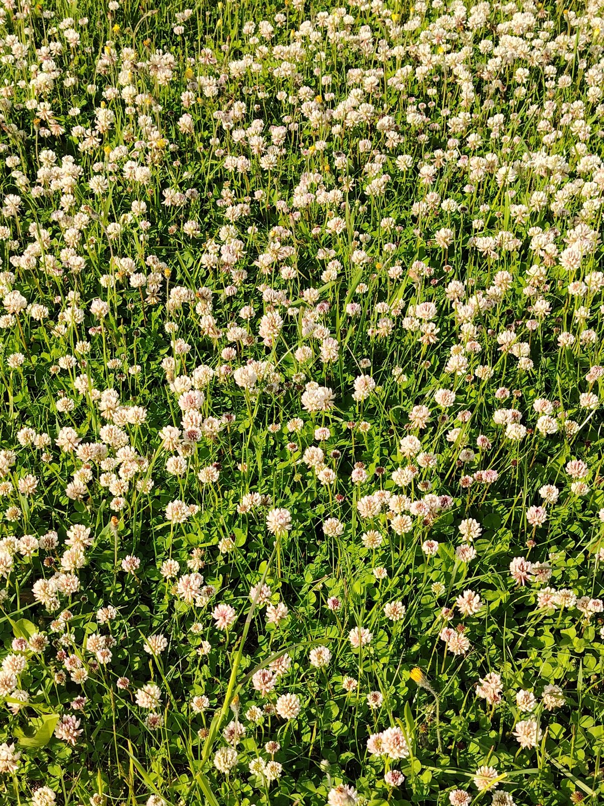 Witness documents flowering gardens, fences in Belarus village