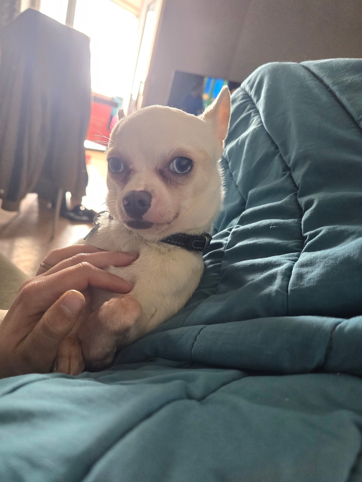 Small Chihuahua photographed being held indoors in Hem, France