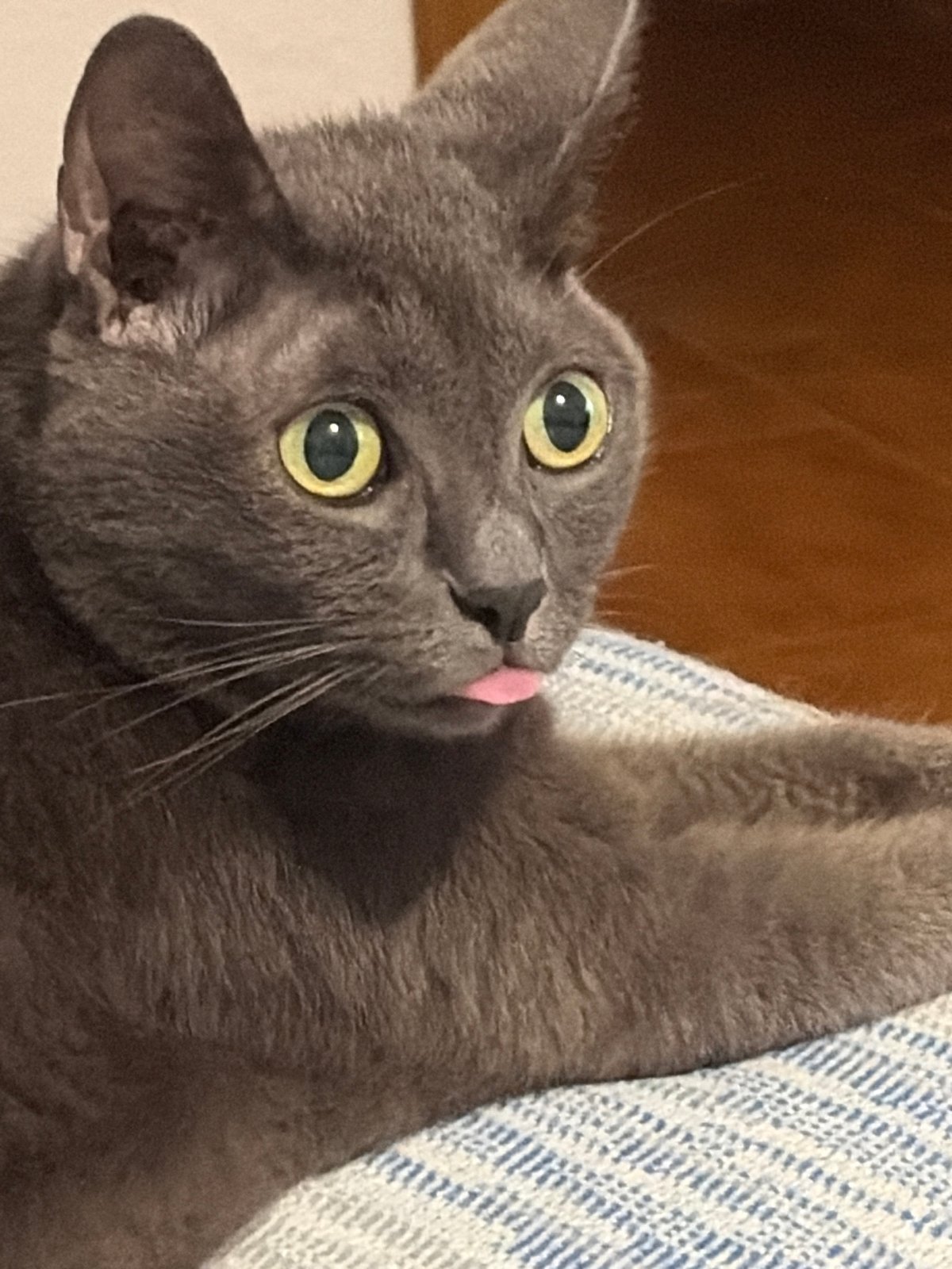Gray cat on a striped blanket, tongue out, Torrevieja