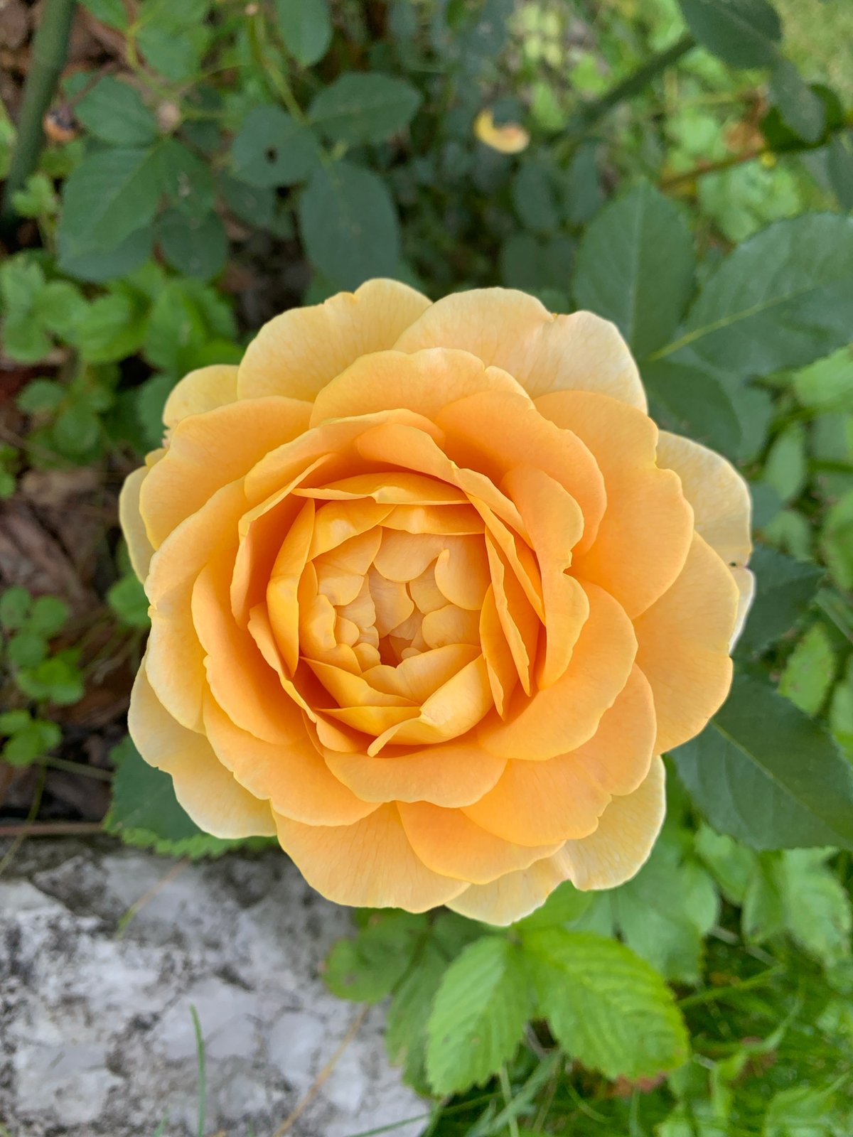 A Perm backyard garden in full summer bloom