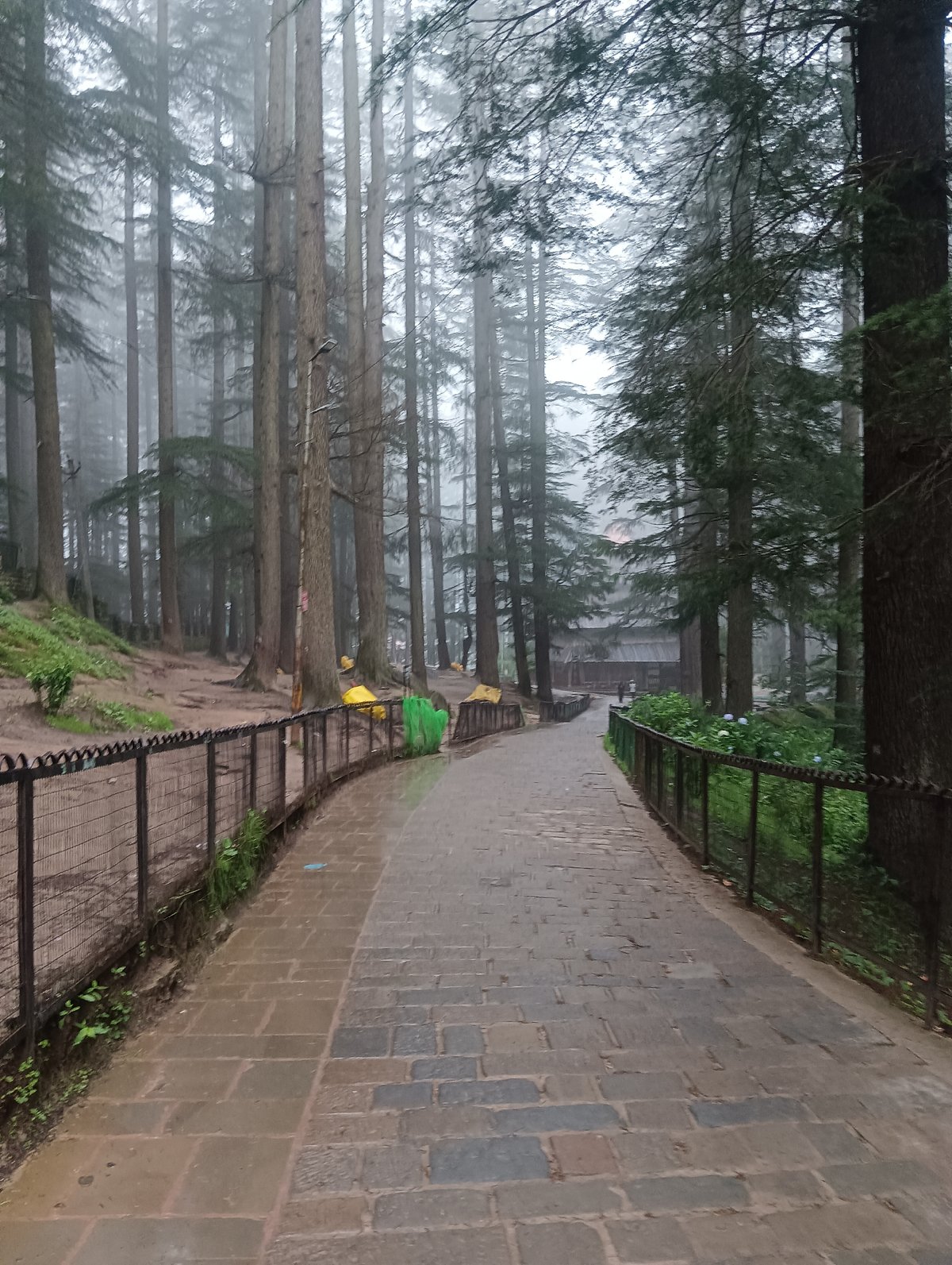 Foggy morning at Hadimba Temple, deep in Manali's pine forest