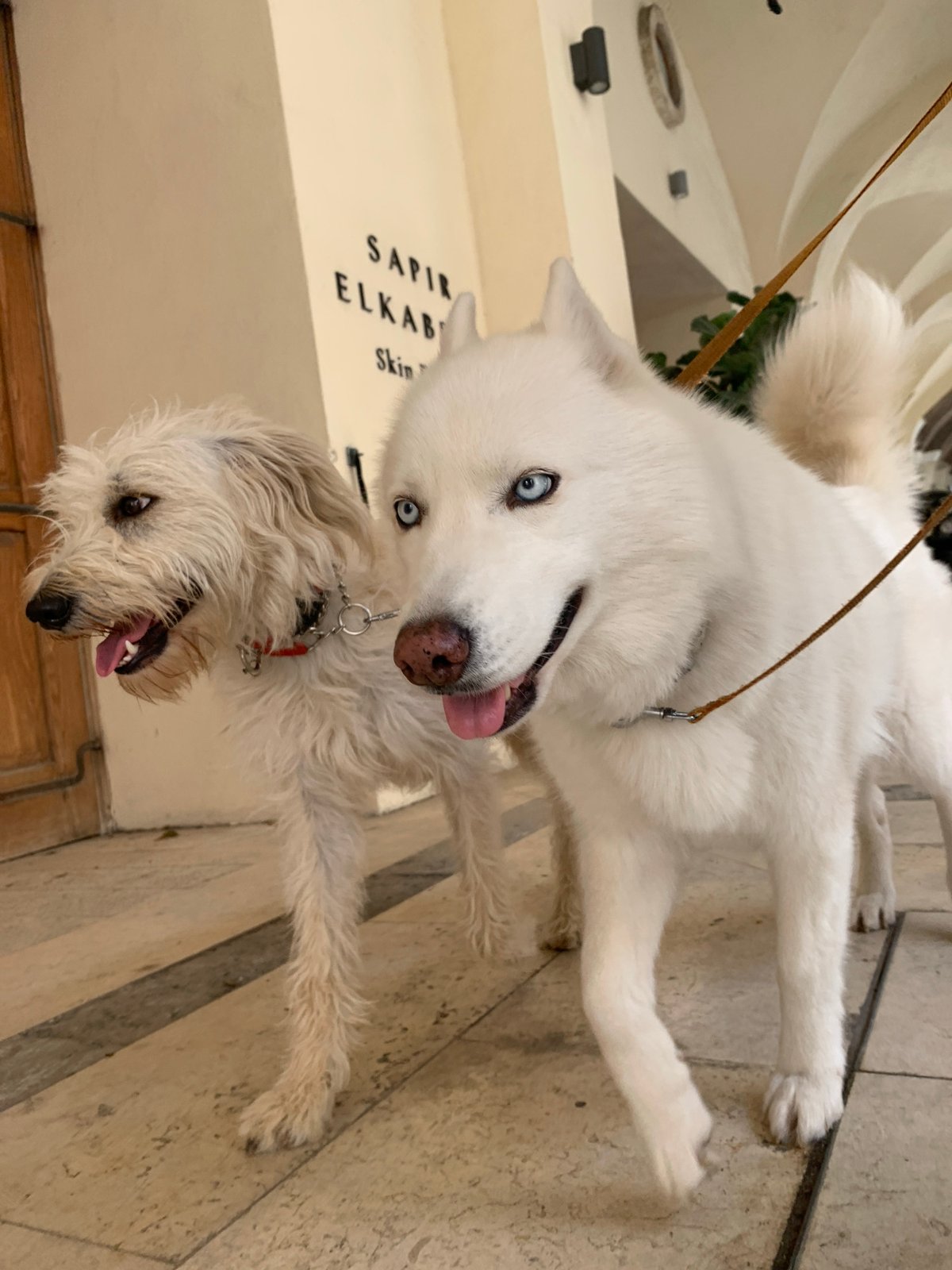 Dogs spotted during morning walk in Tel Aviv streets