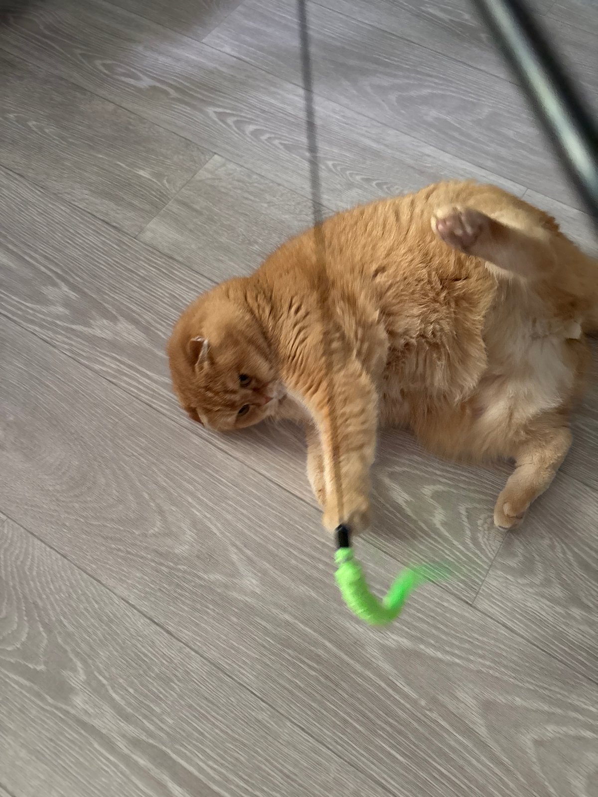 Orange tabby cat plays with feather wand on wooden floor