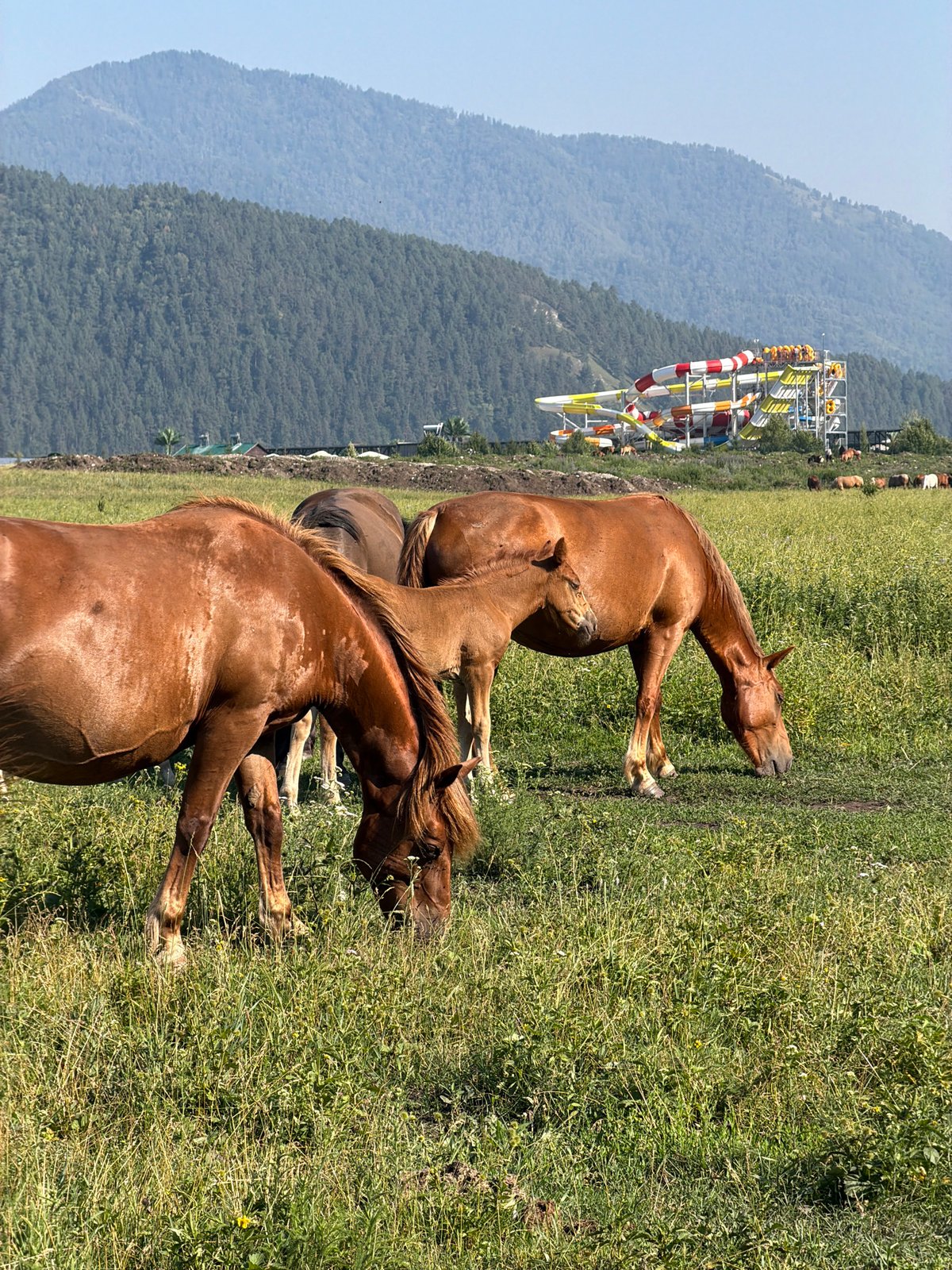 Horses and foals graze in the meadows of Anos, Russia