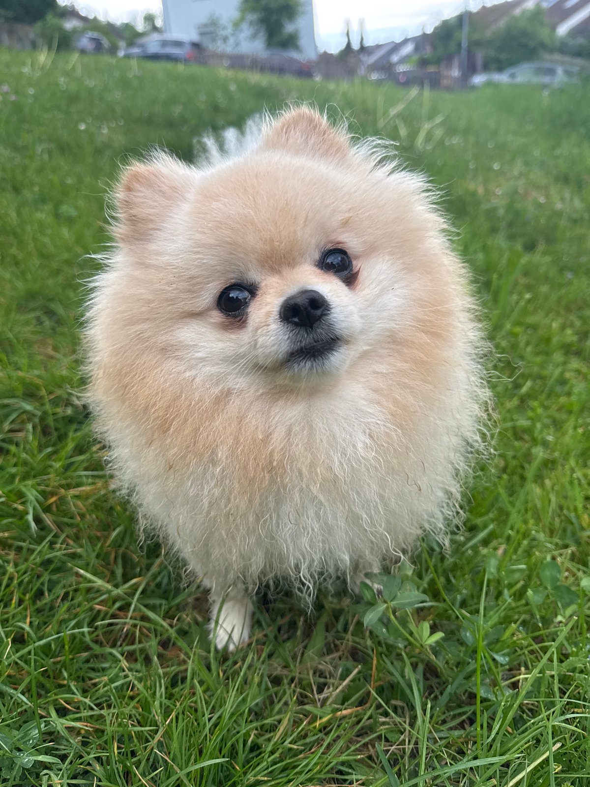 Pomeranian dog spotted in multiple locations in Bietigheim-Bissingen