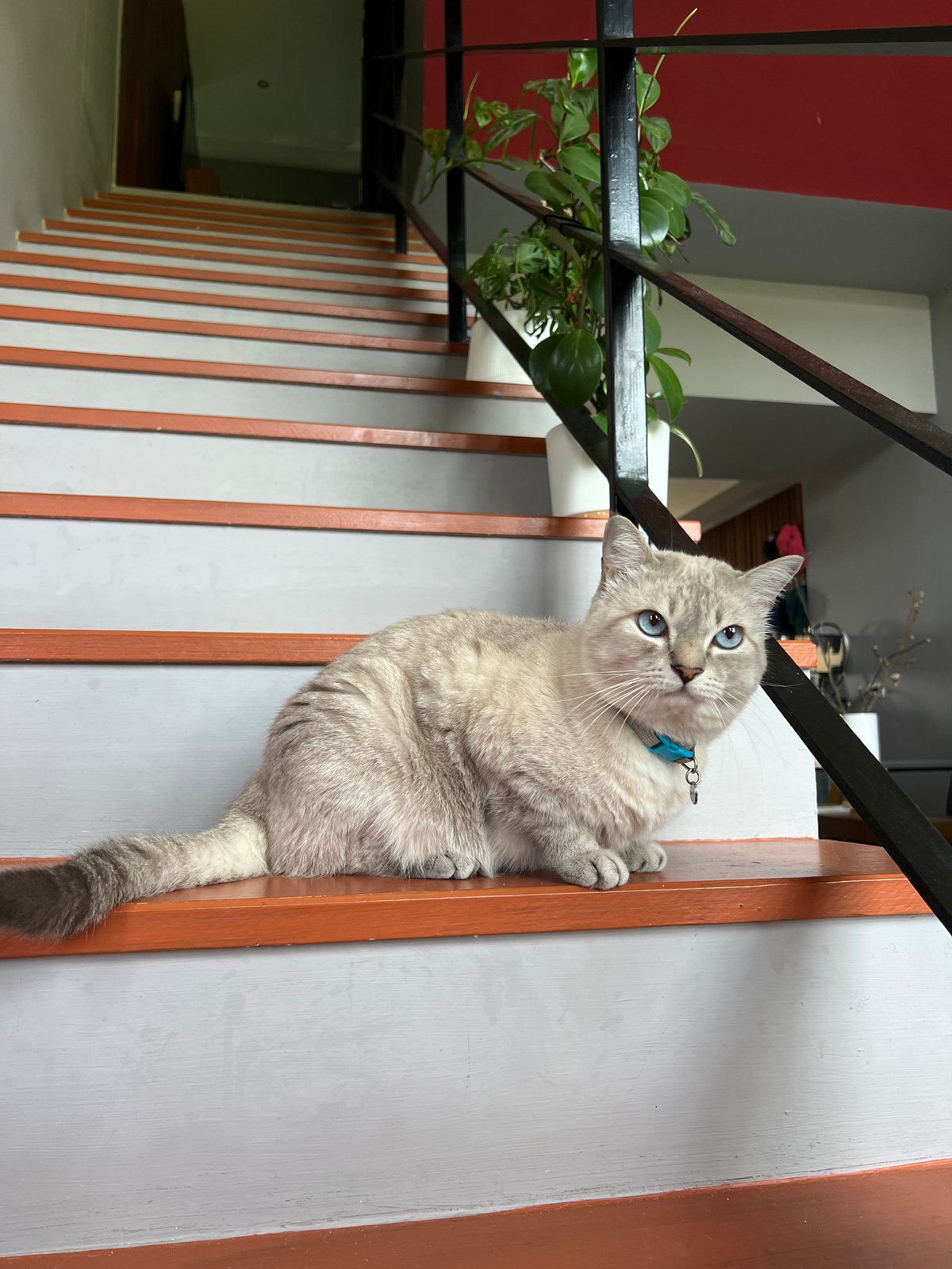 Cat on the stairs, a drive, and a quick mirror check