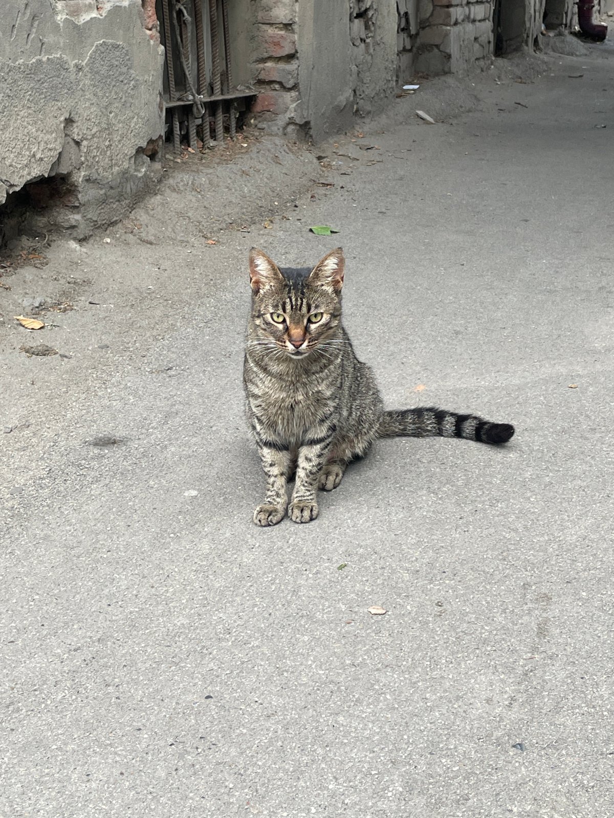 Tbilisi Old Town streets, wires, and a recurring tabby cat