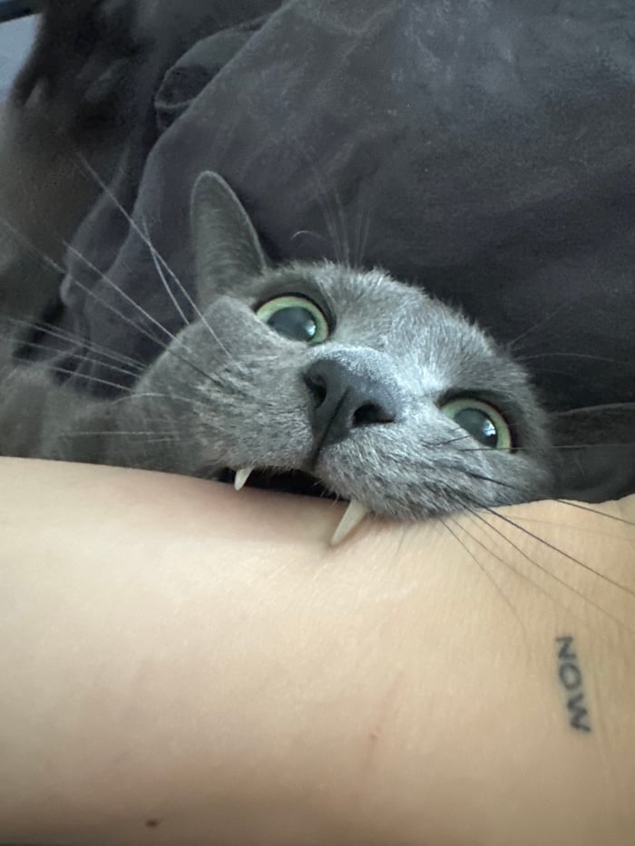 Moscow resident shares quiet morning moments with gray cat