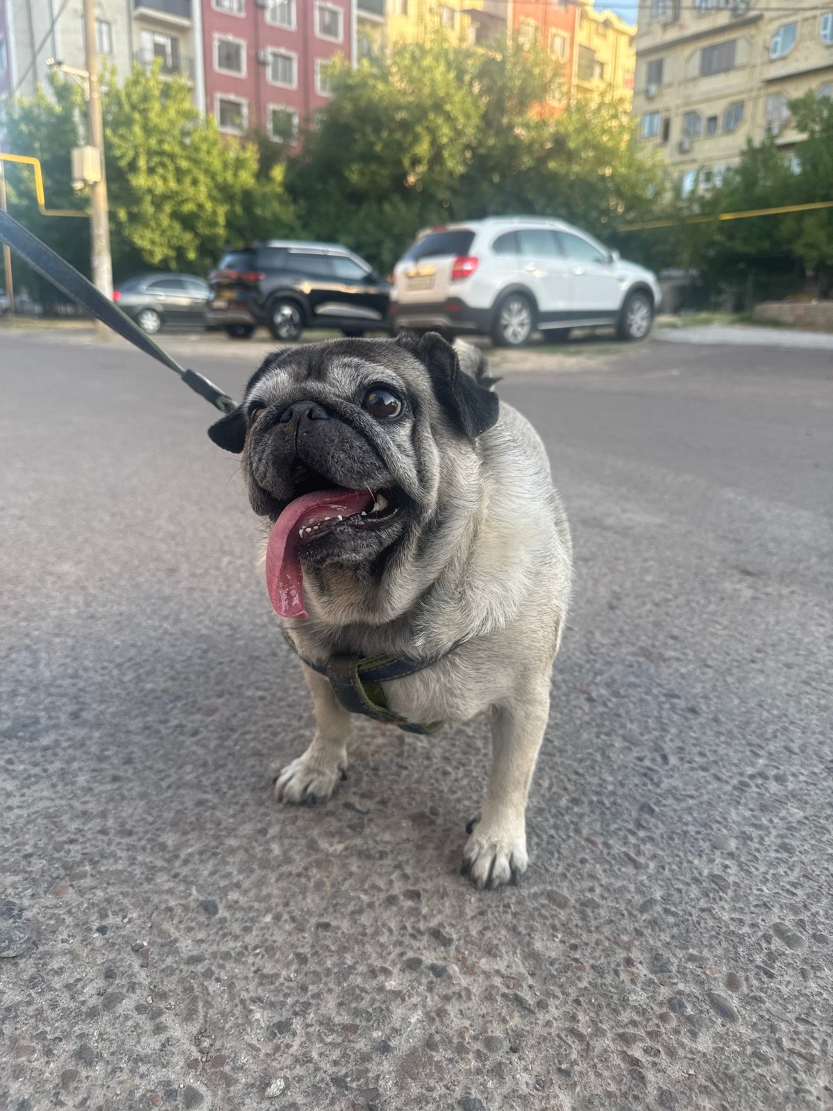 Pug and cat spotted together on Tashkent streets