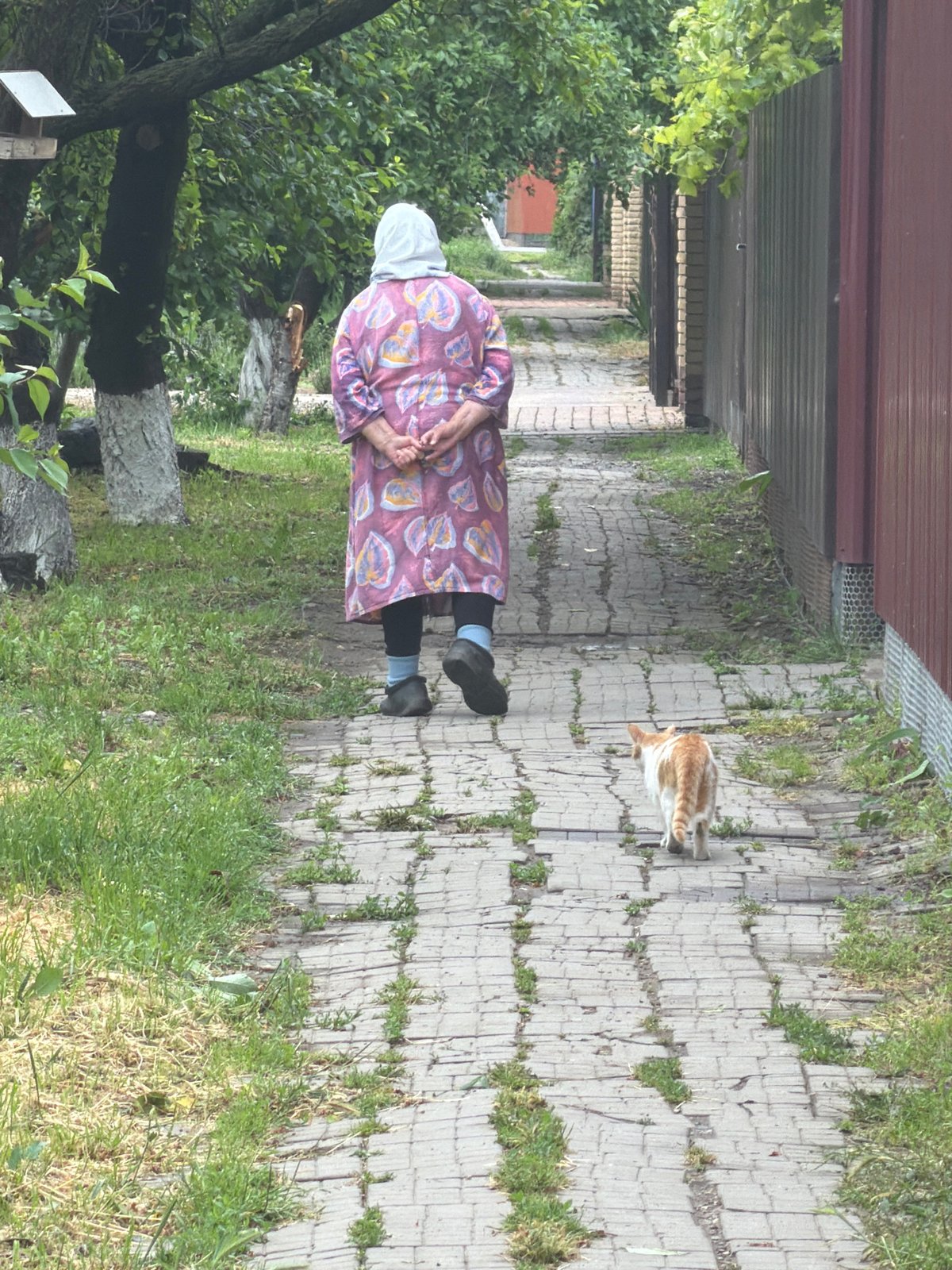 Morning life documented in rural Leningradskaya: animals, gardens, residents