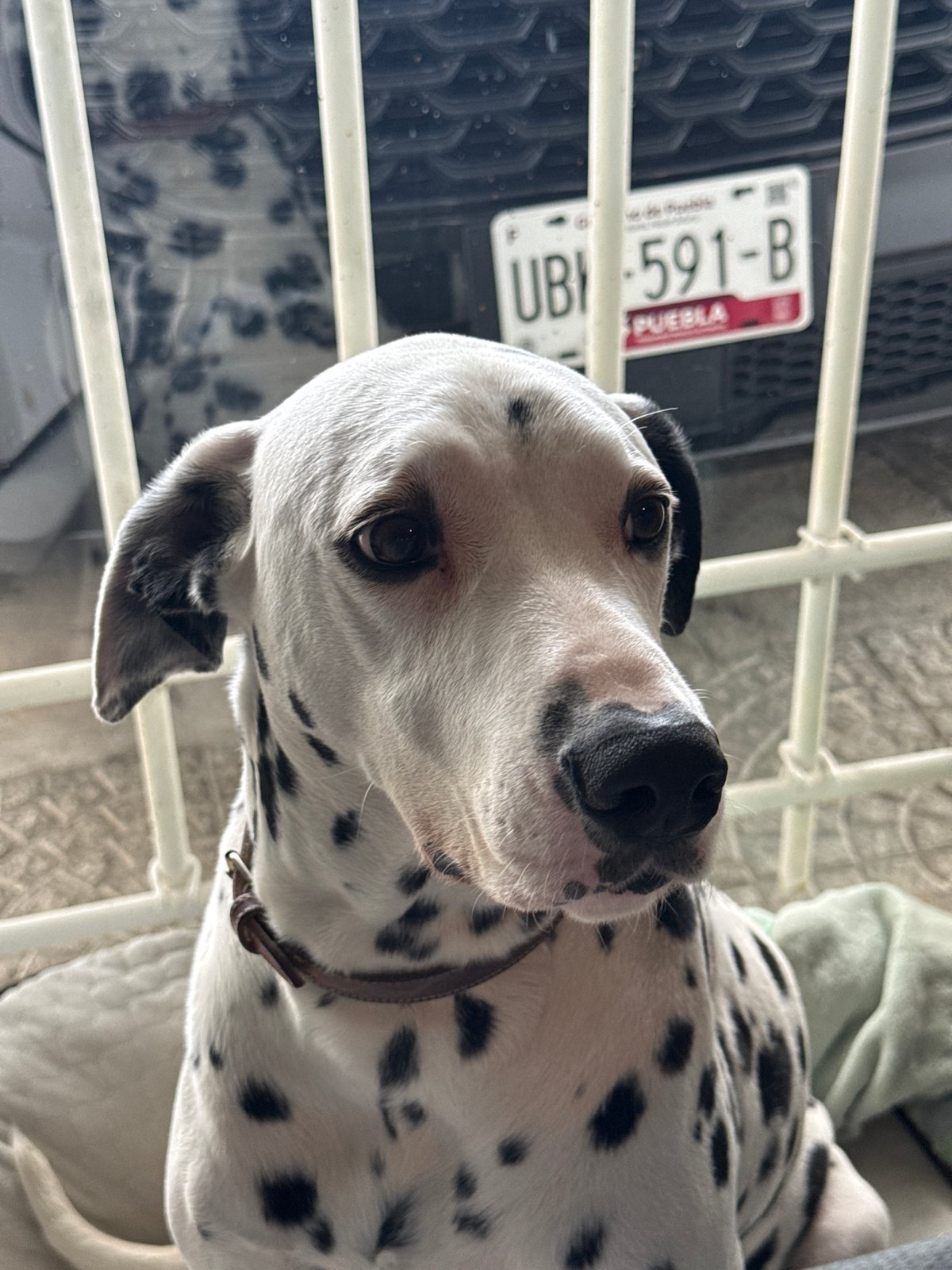 Dalmatian dog and Artemis II launch viewing in Puebla