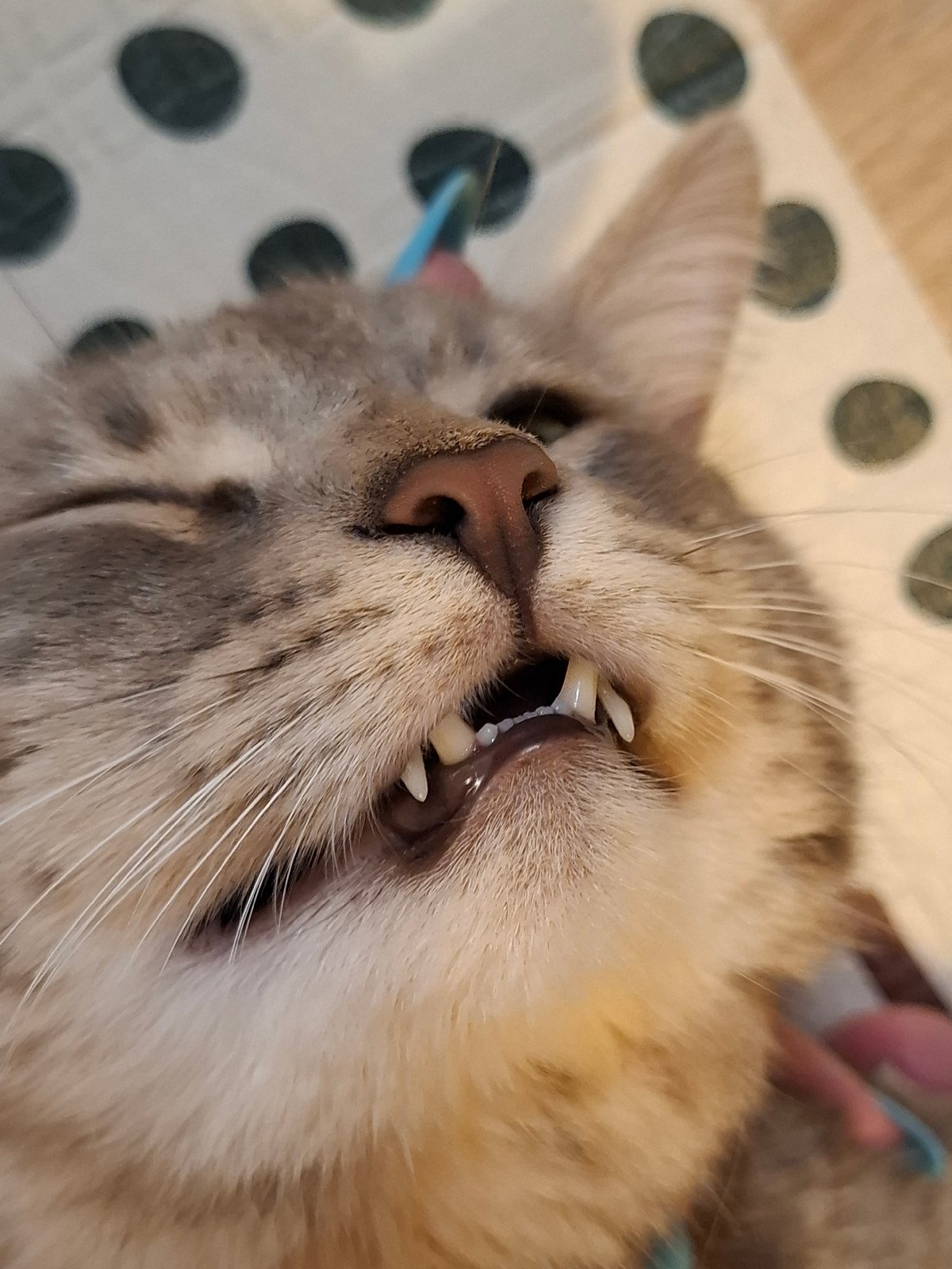 Tabby cats chilling out at home, various angles