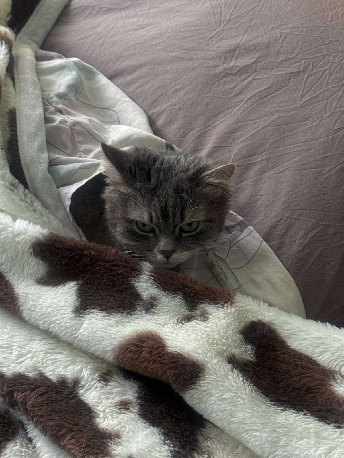 Pets rest comfortably indoors in Moscow homes