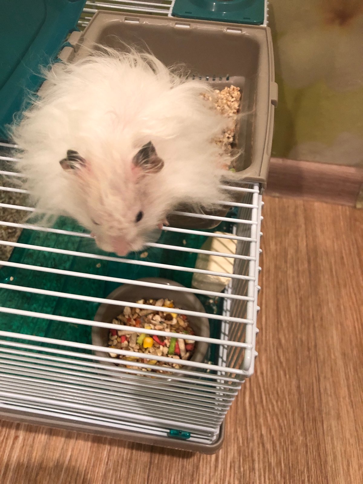 Pet life in Solikamsk: hamster, rabbit Vanya, and cat