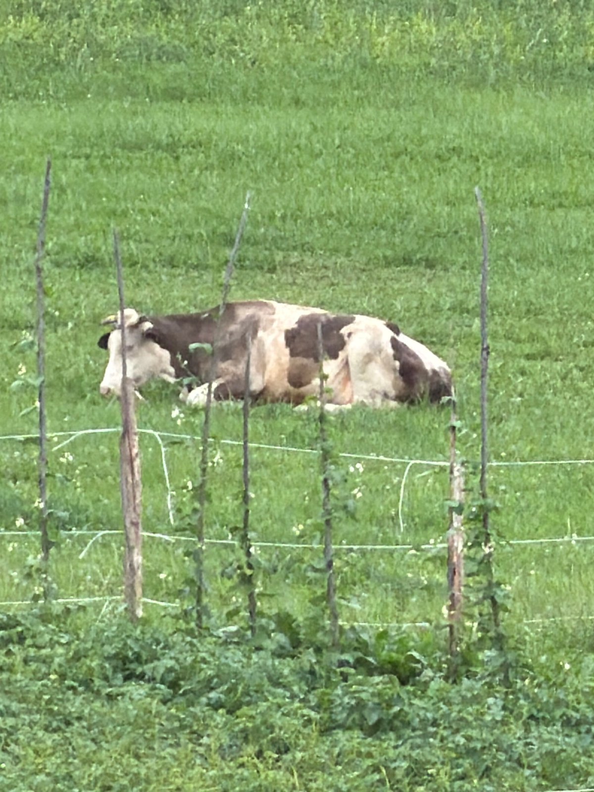 Livestock in the fields, construction underway at a Stróża warehouse