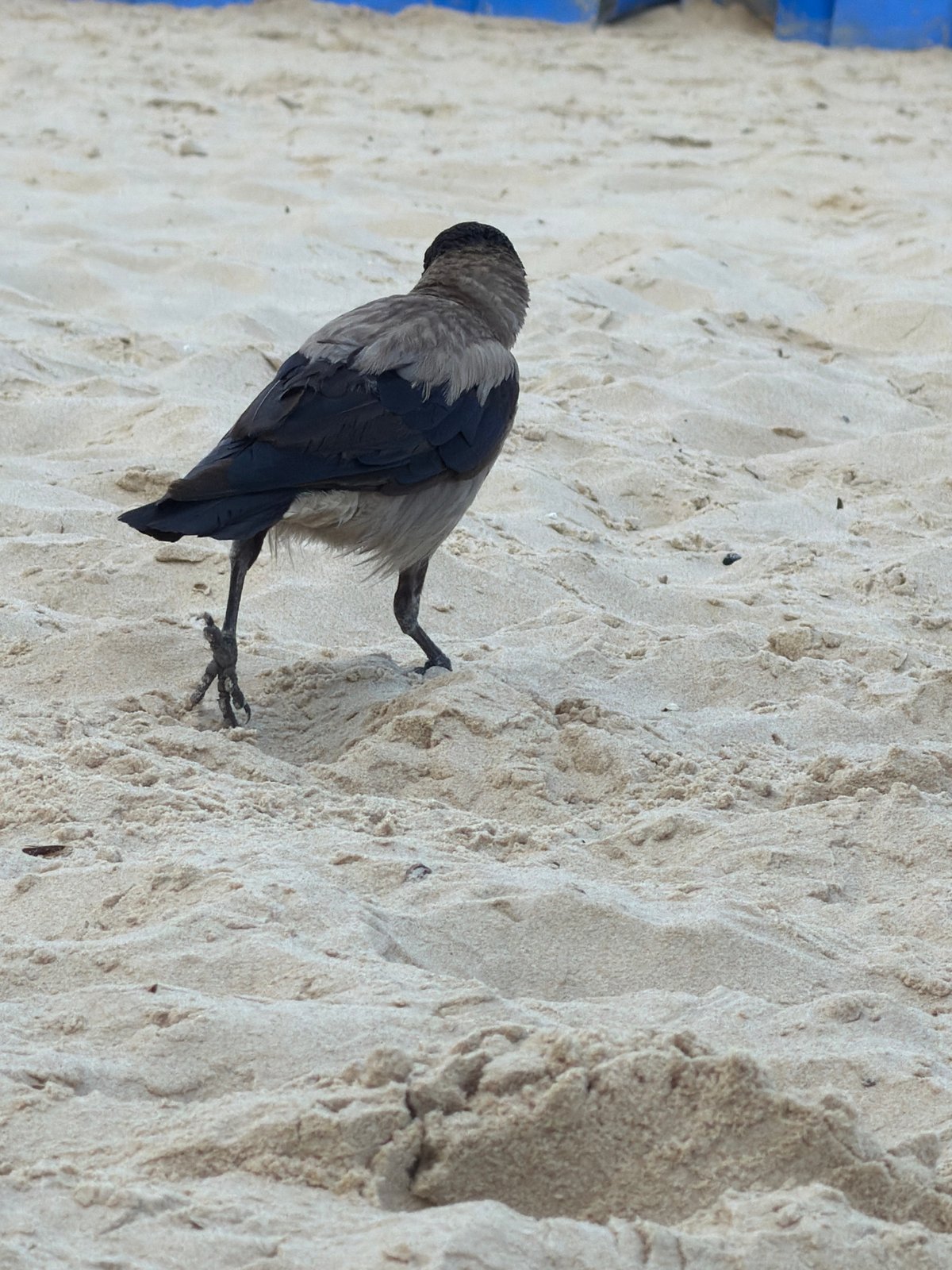 Cloudy morning at Ashdod beach, waves and shorebird