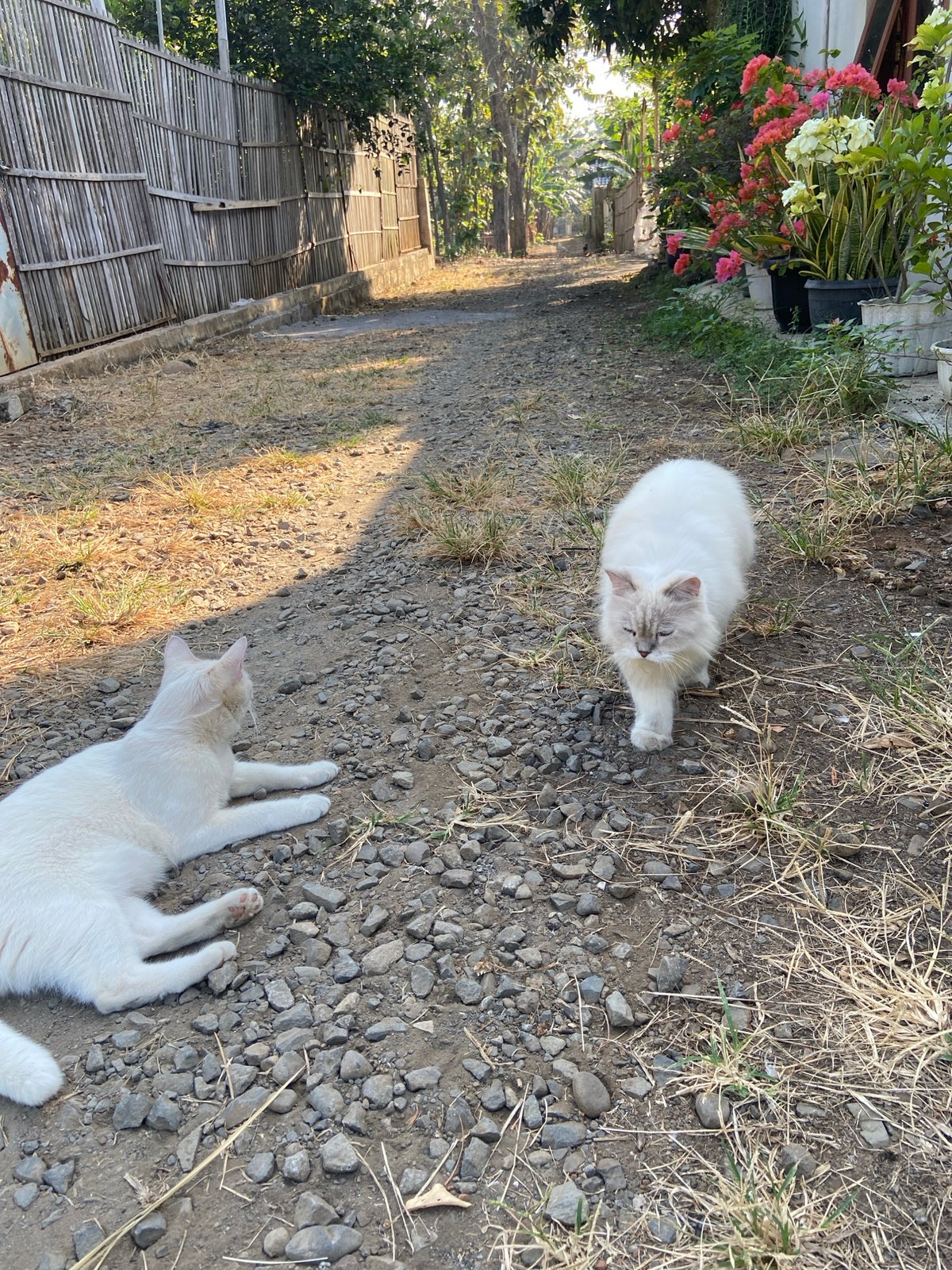 White cats in a Margorejo yard, July 2026