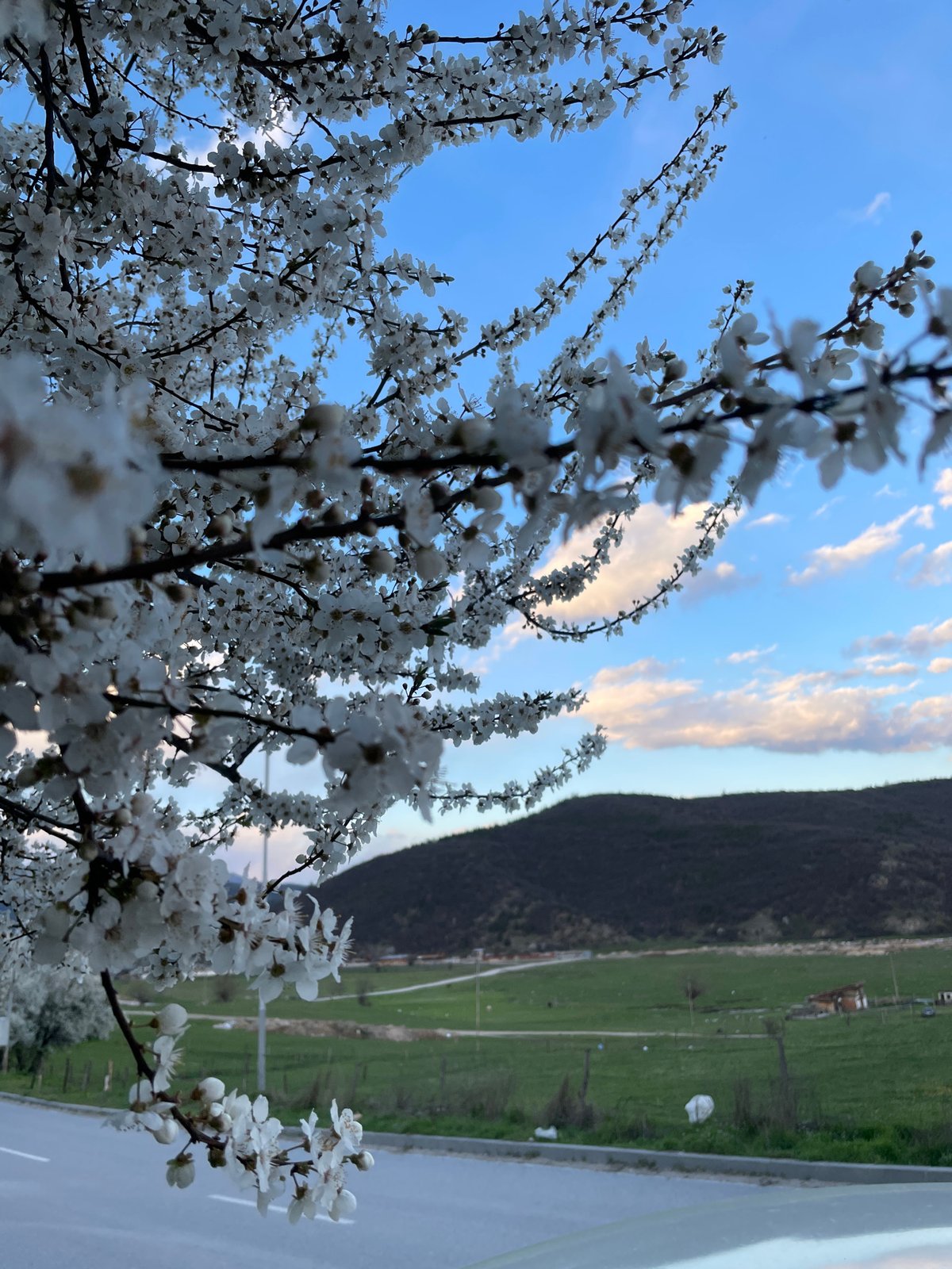 Spring blooms and mountain views captured in Velingrad, Bulgaria