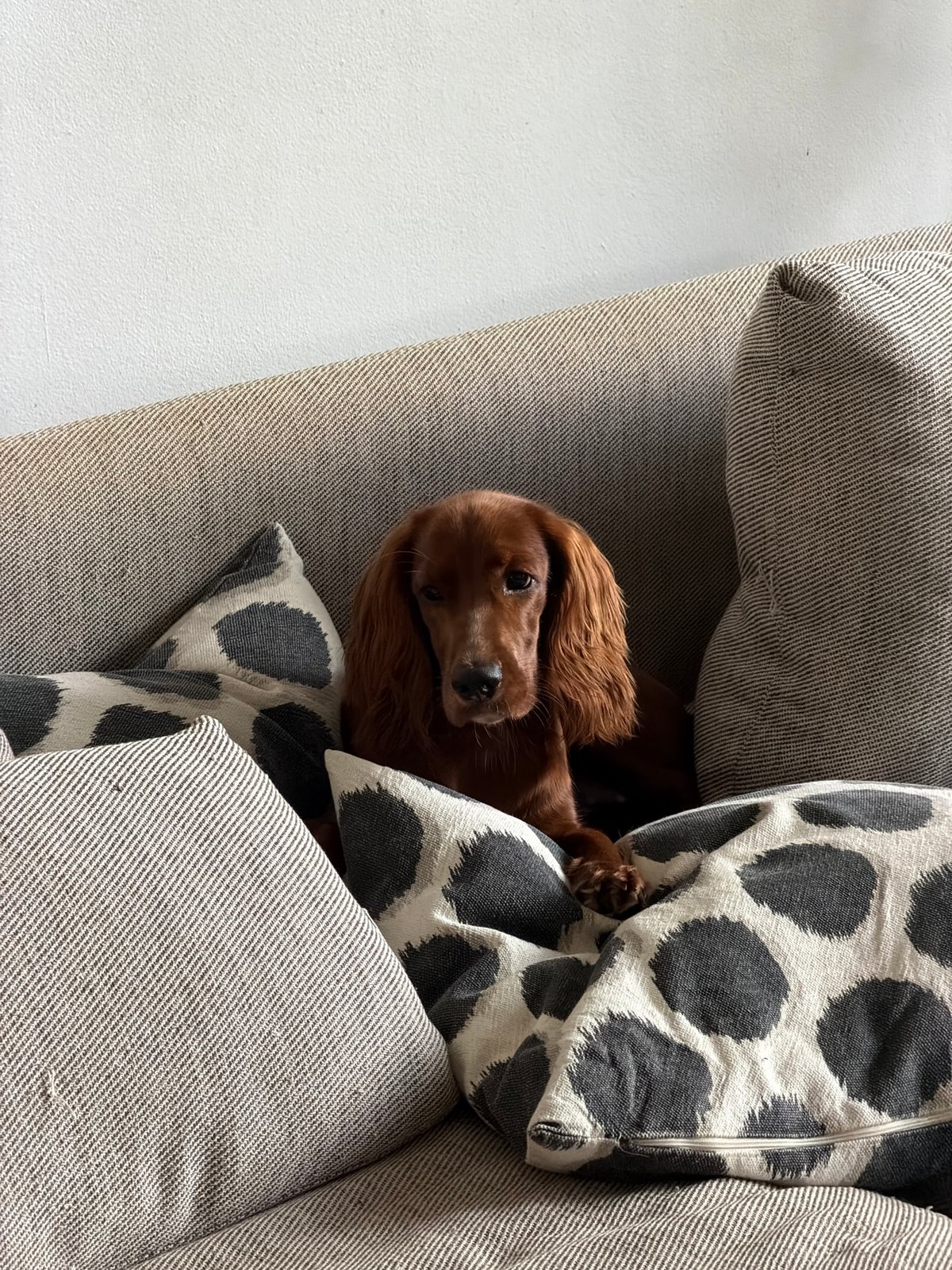 Craft studio day in Chang Phueak with an Irish Setter in tow