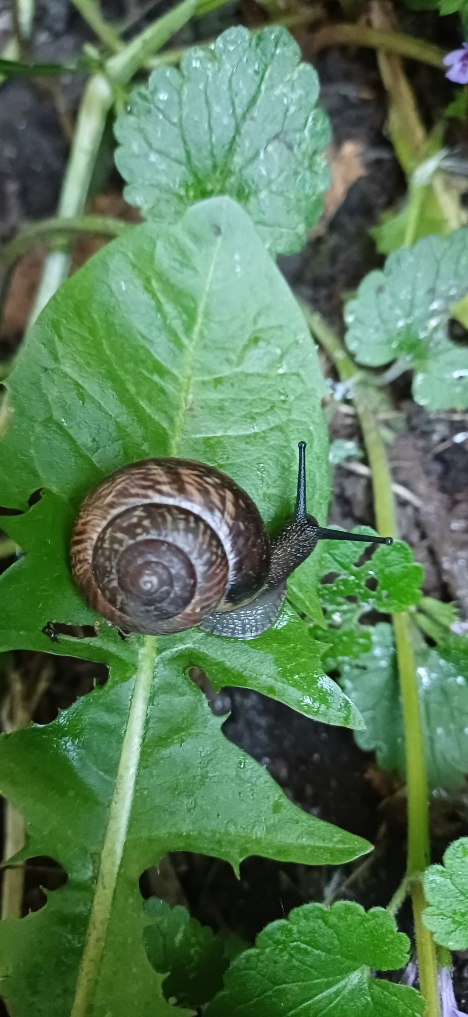 Garden snail photographed on leaf in Saint Petersburg