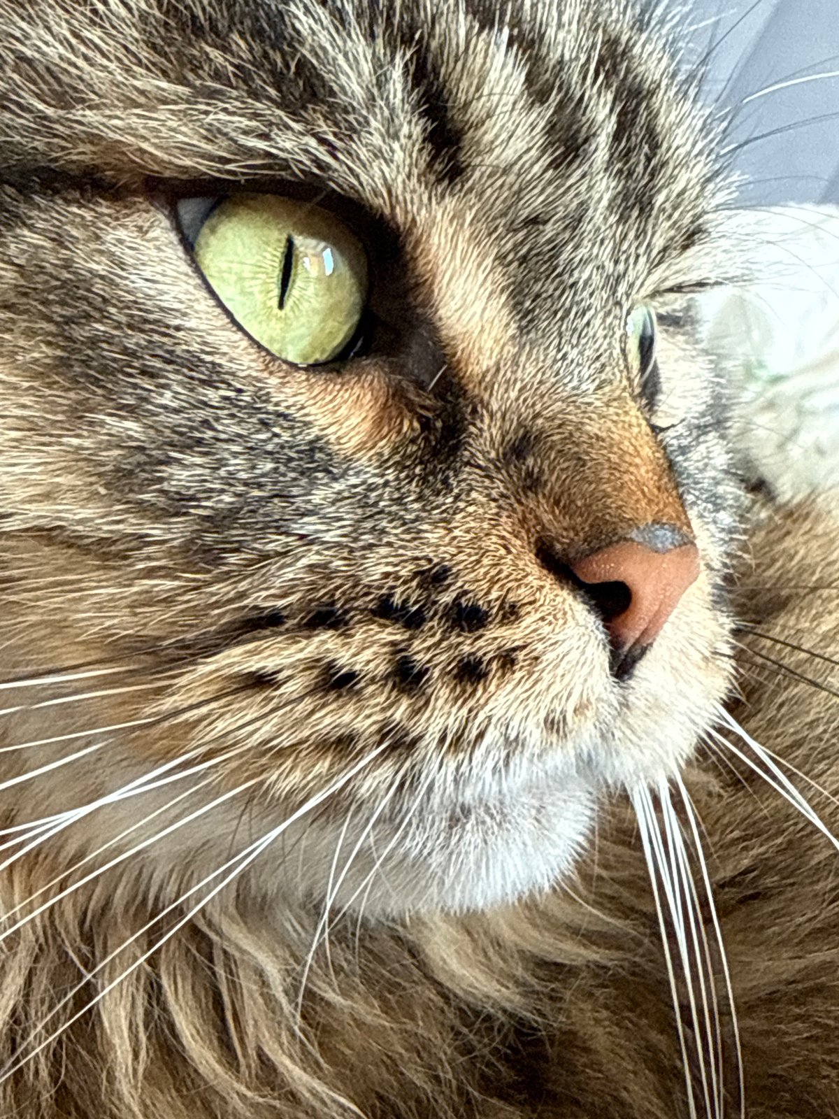 Close-up of brown tabby cat photographed in Izhevsk