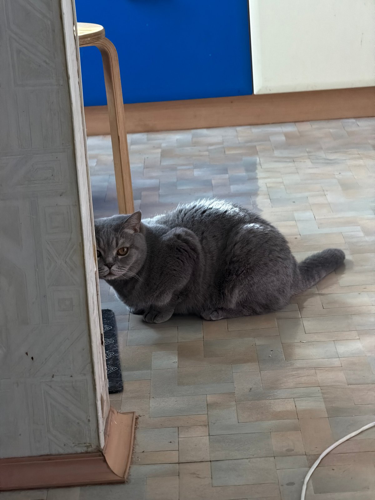 Morning household moments with cat and child in Perm