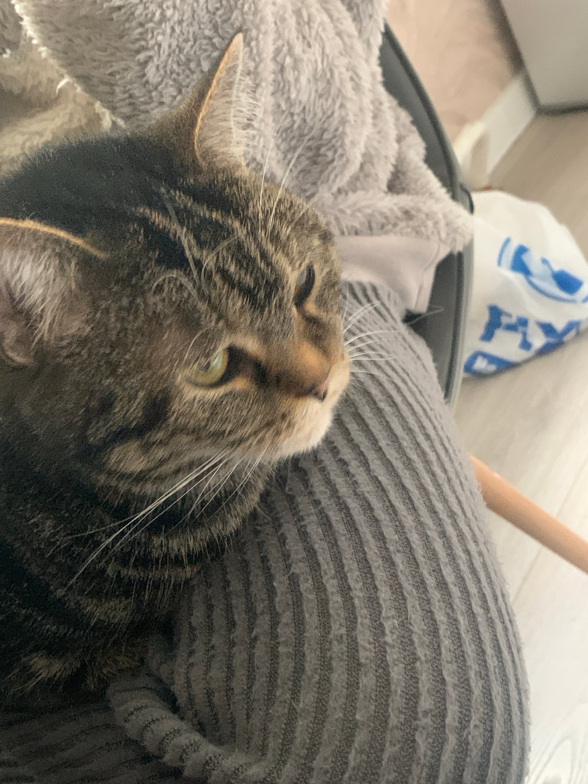 Tabby cat rests with humans during morning routine in Stavropol
