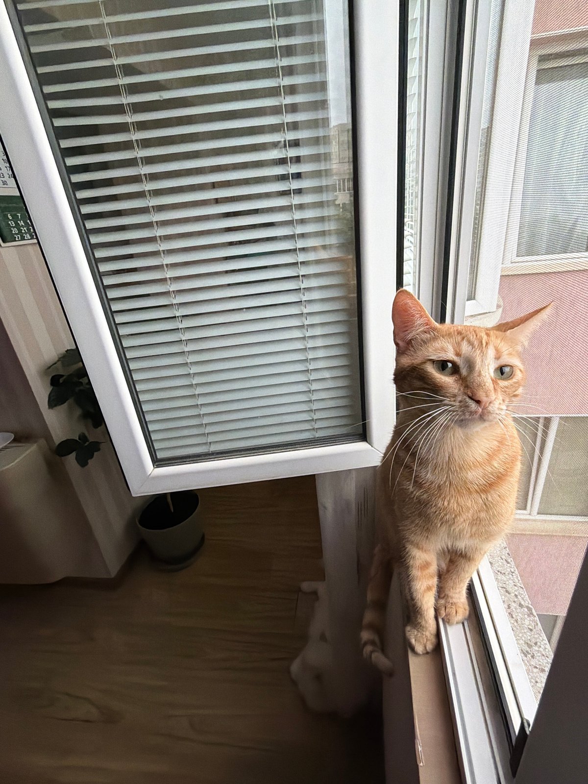 Orange tabby cat spotted lounging on window ledge in Varna