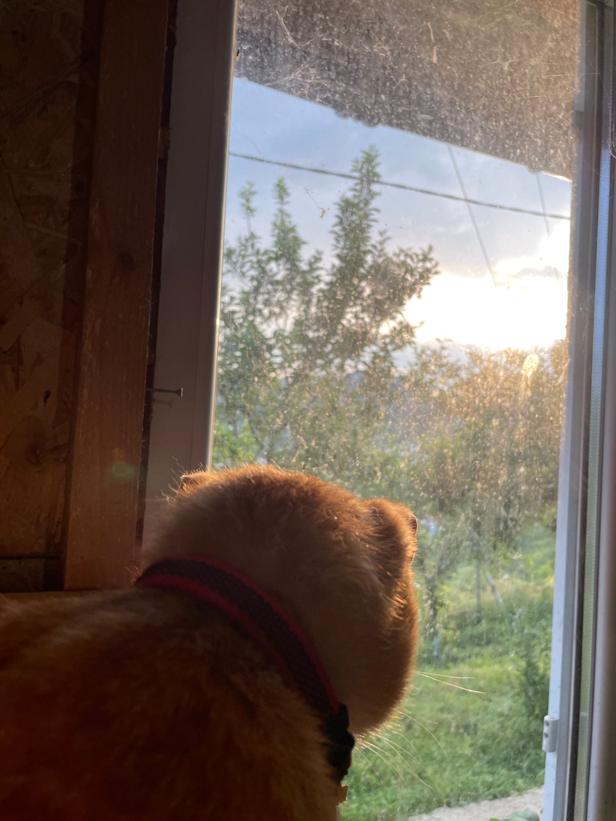 Orange tabby cat observed in sunny domestic setting, Zlatograd