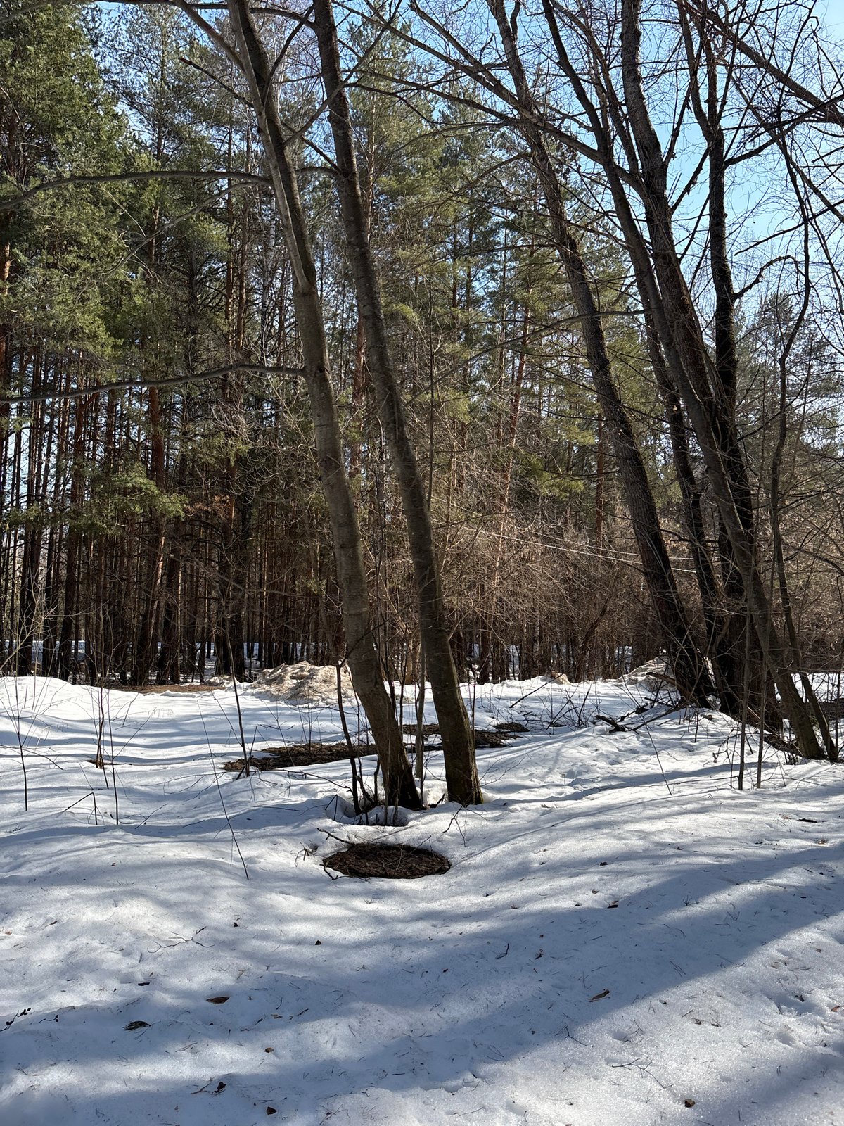 Winter forest scene documented in Chaikovsky, Russia