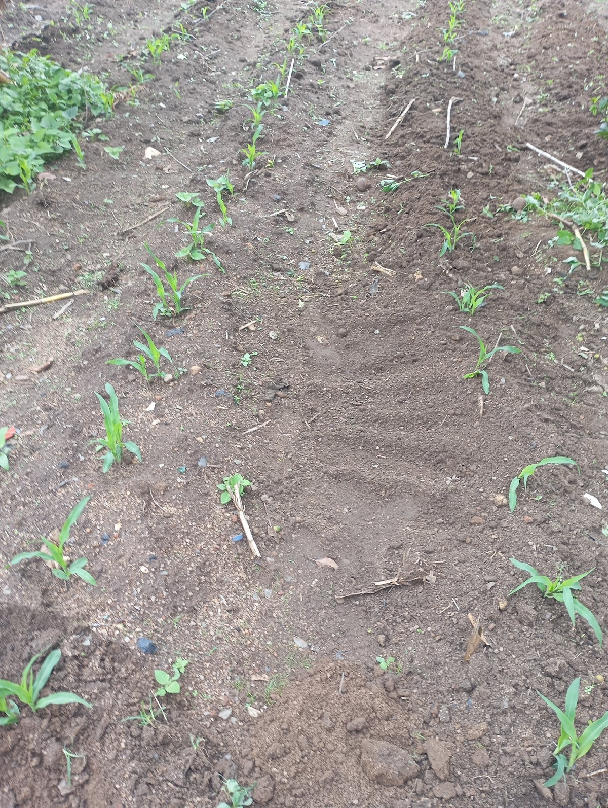 Garden and crop survey in New Stadium Nigeria