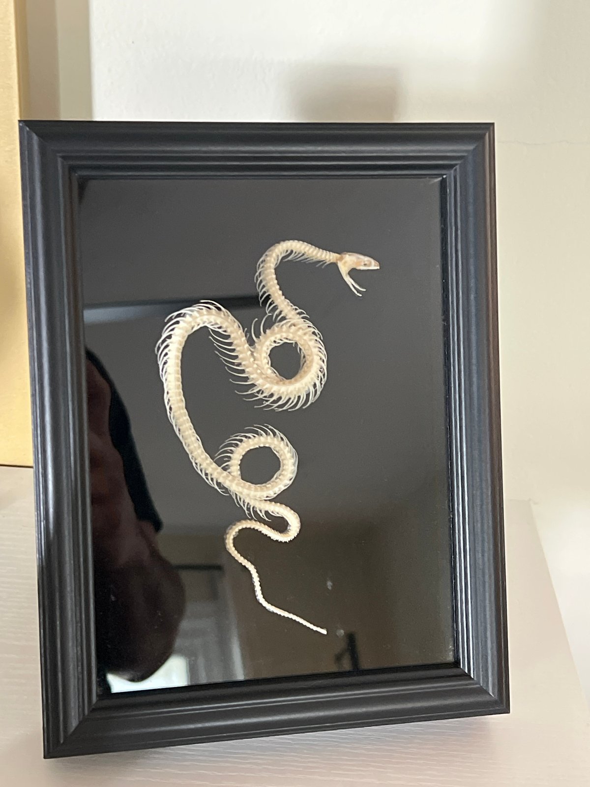 Pet photos and home decor captured in Kingston residence