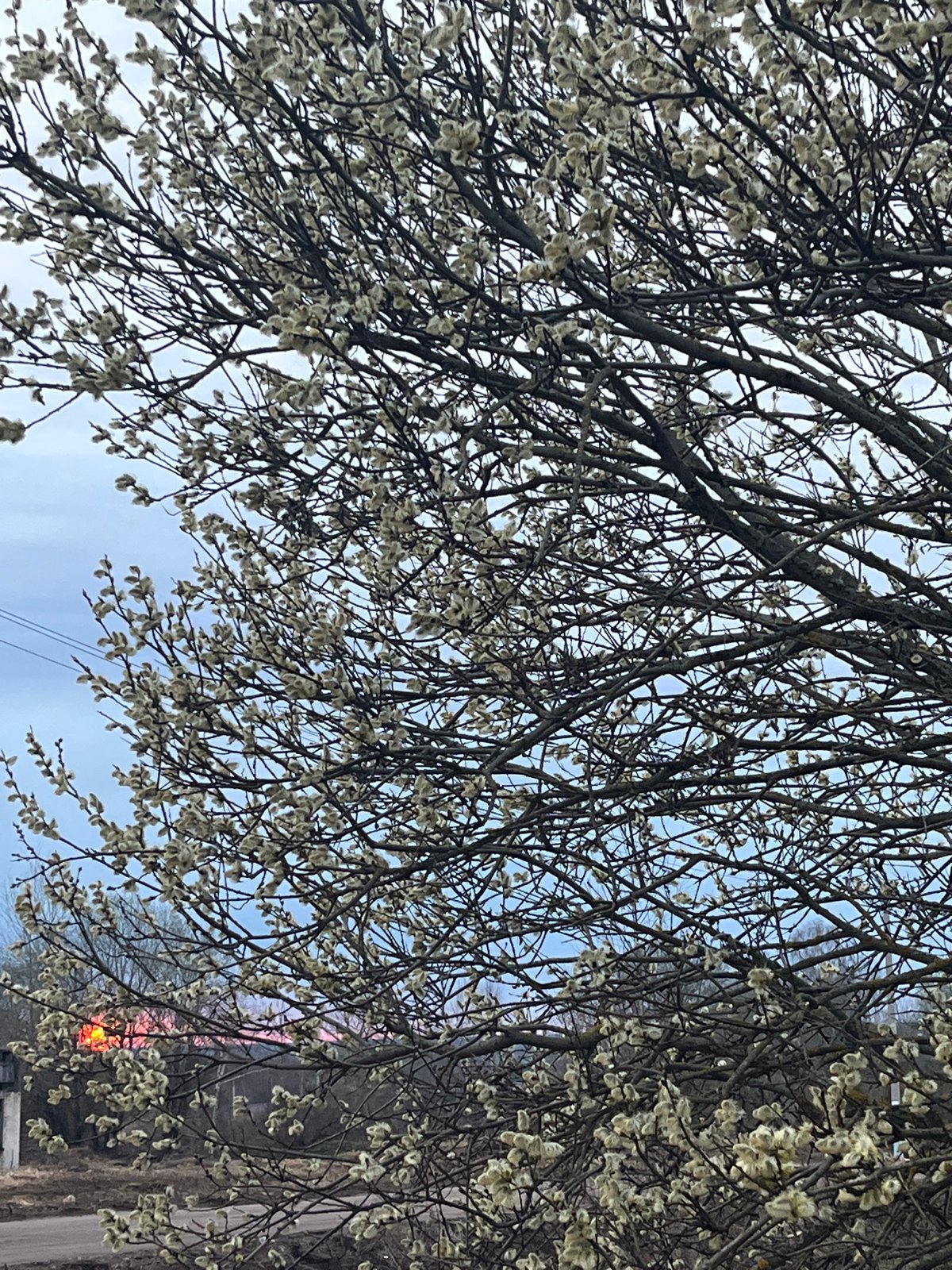 Spring catkins bloom on tree branches in Russian town