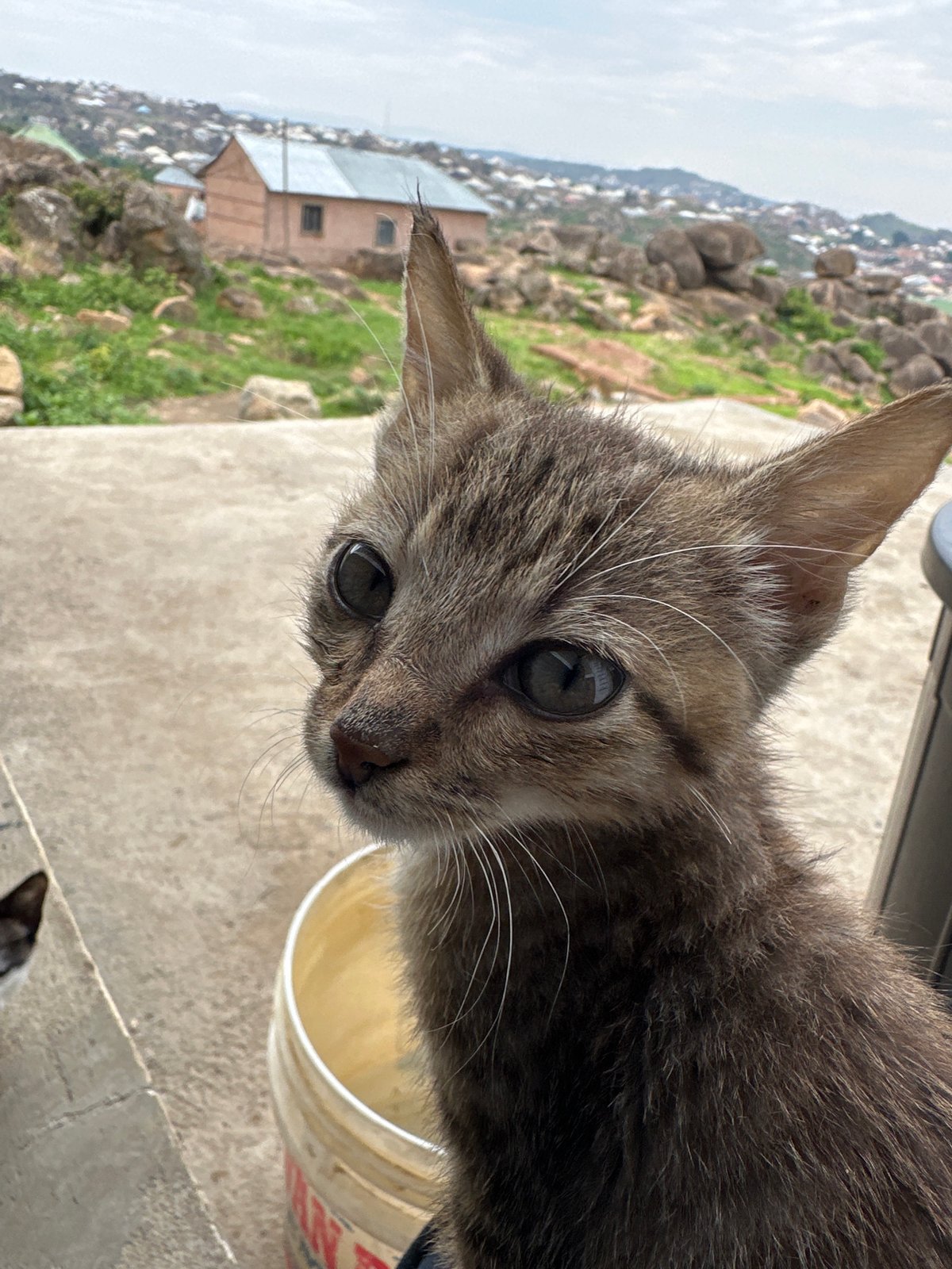 Cats photographed among rocky terrain in Jos, Nigeria