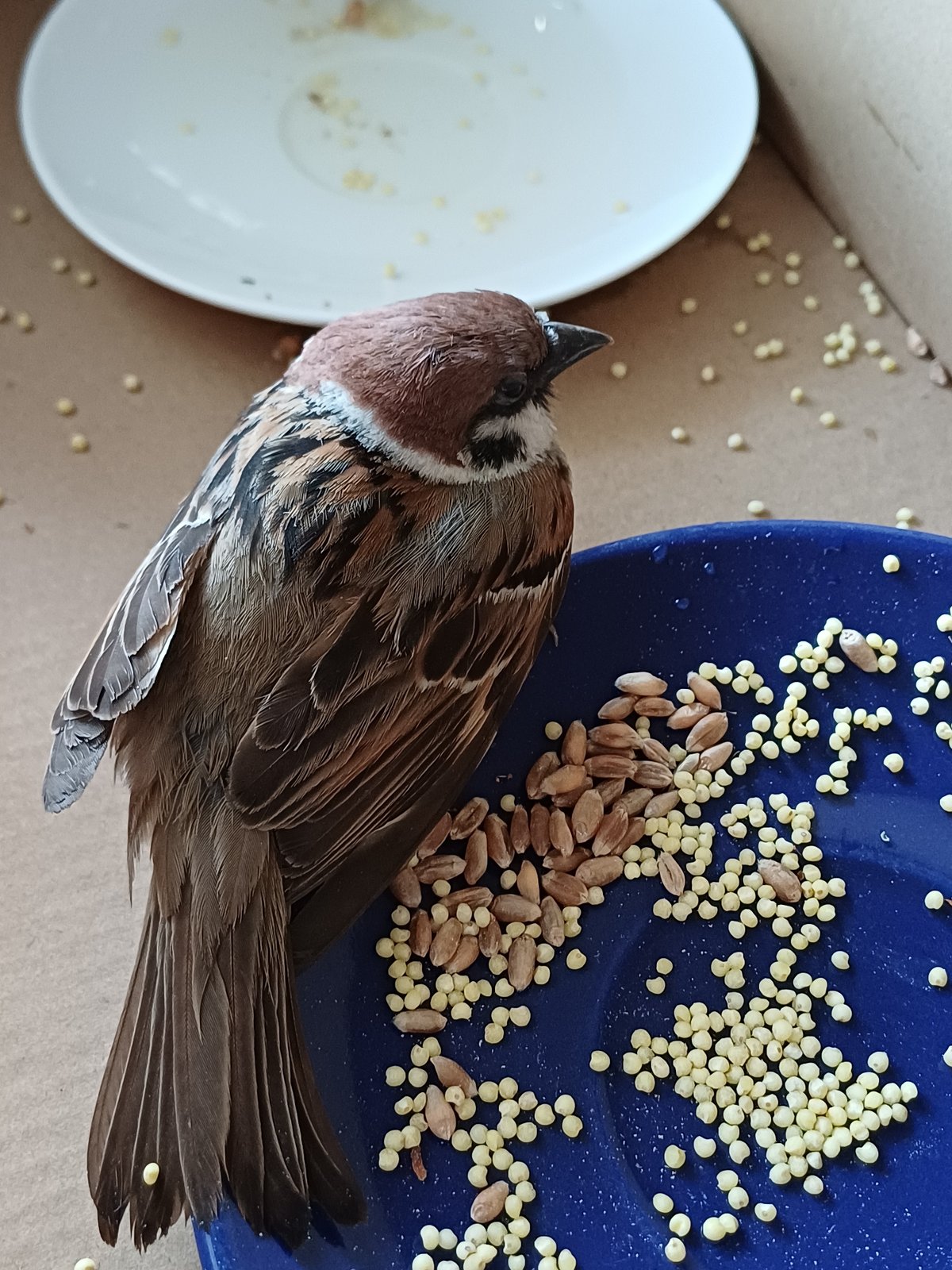 Backyard afternoon in Koledino: birds, blooms, and a dog