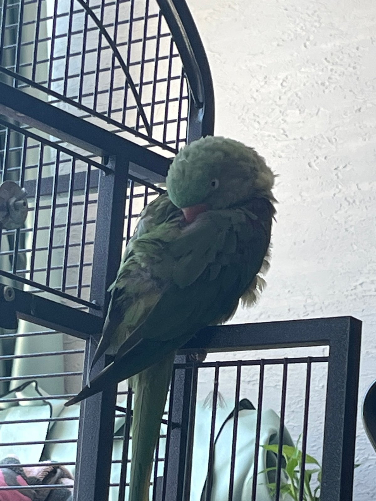 Morning life documented in Pazardzhik, Bulgaria features parrot, elderly couple