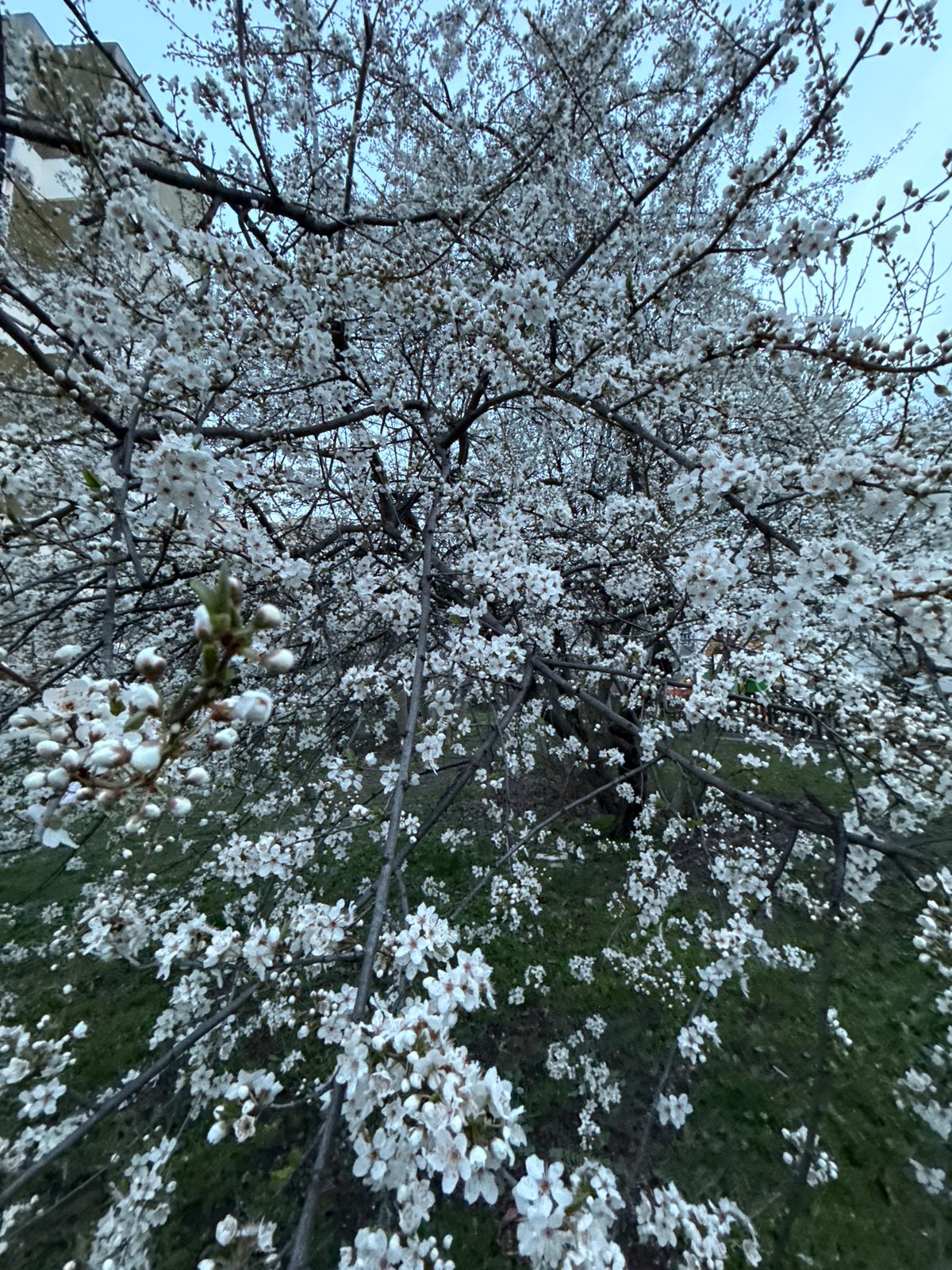 Fruit tree blooms captured in Sofia spring scene