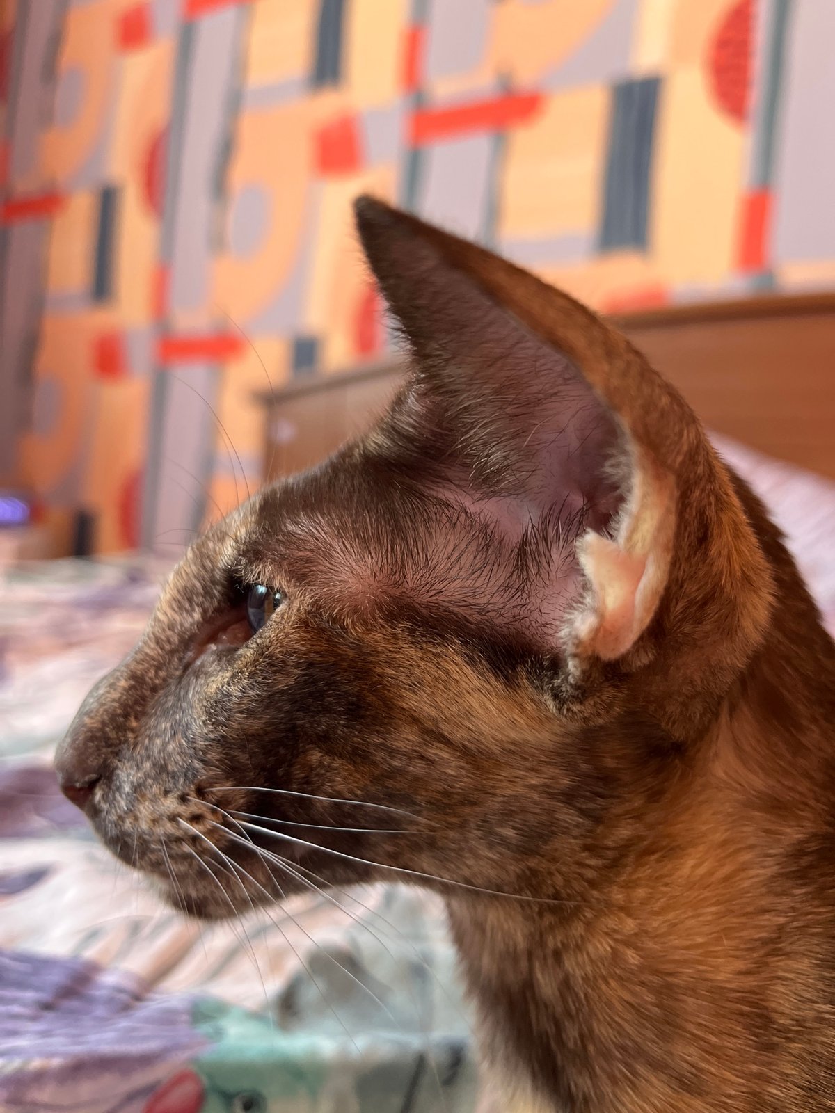 Cat photographed in close-up portraits in Chaikovsky, Russia