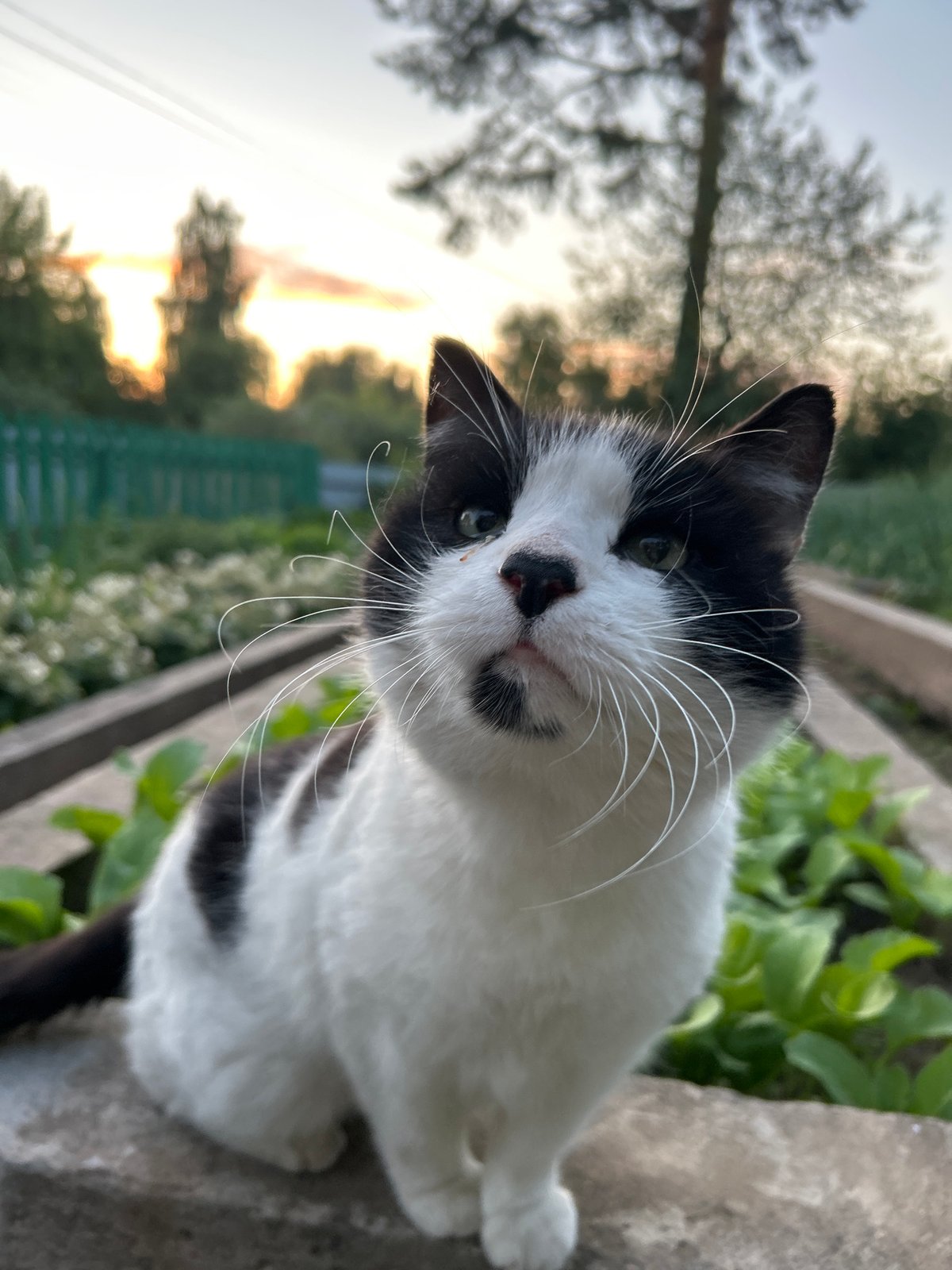 Evening moments captured in Chaikovsky: cat, woman, sunset